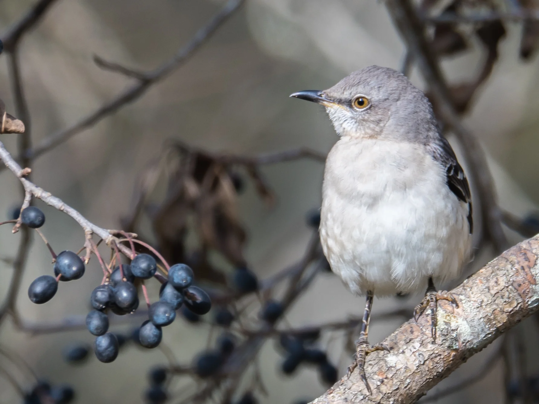 Northern mockingbird