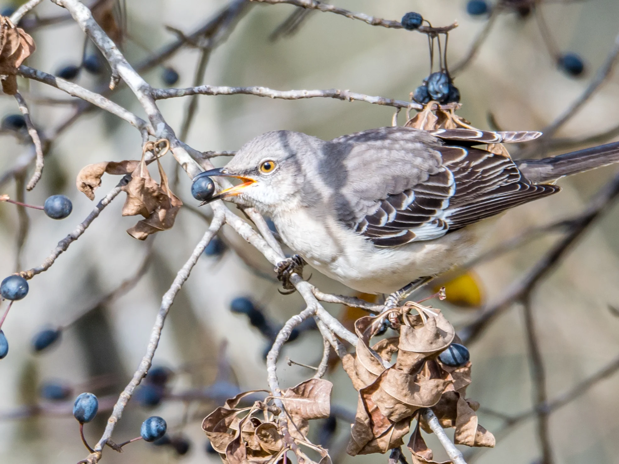 Northern mockingbird