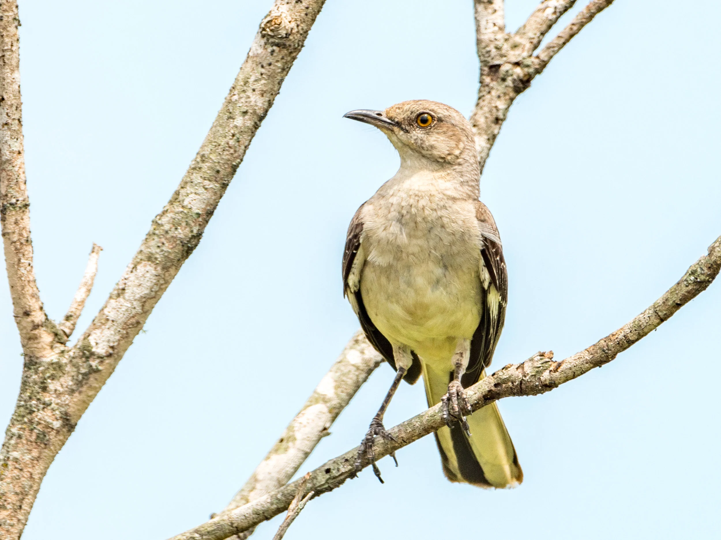Northern mockingbird