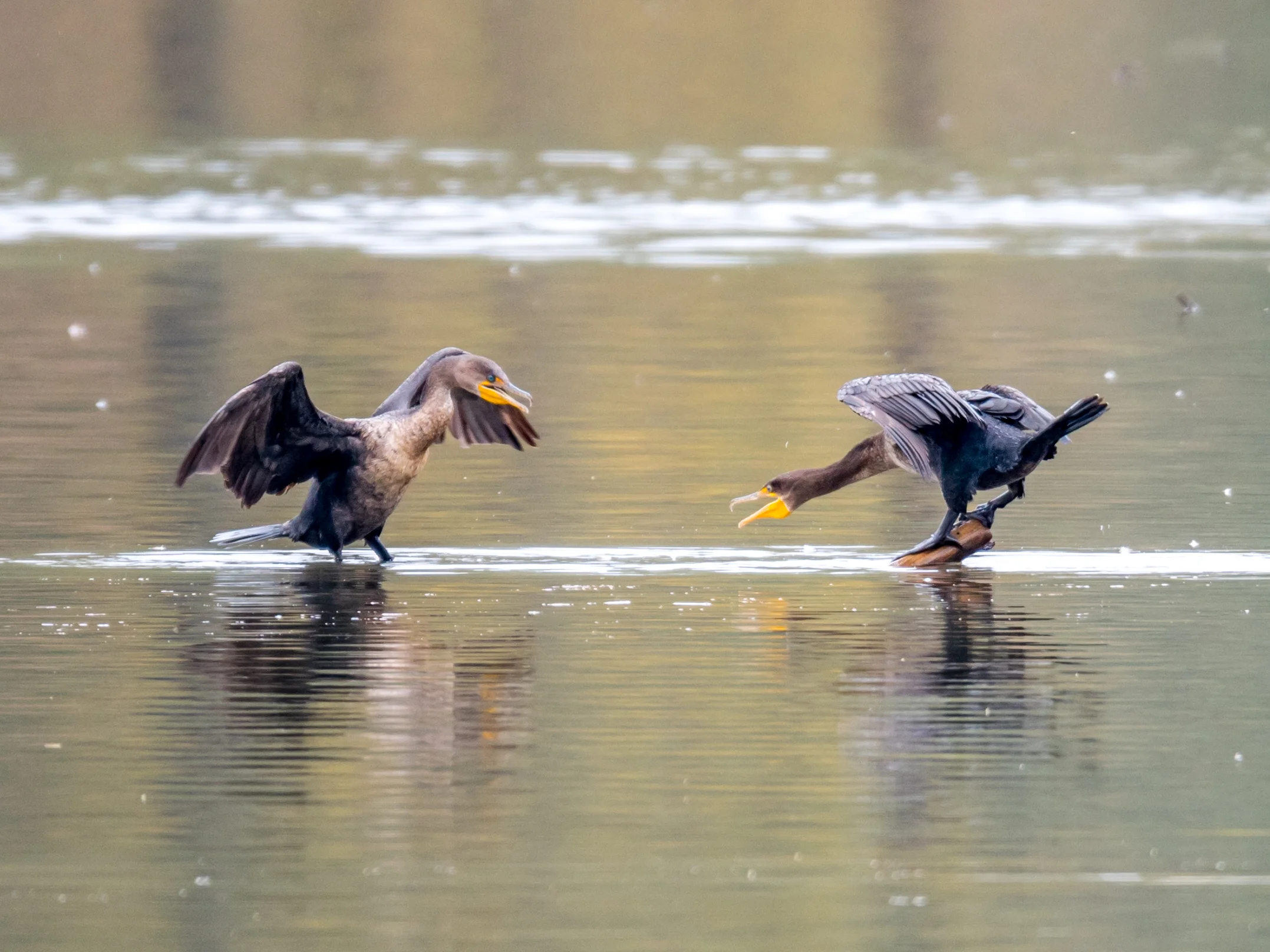 Double-crested cormorant