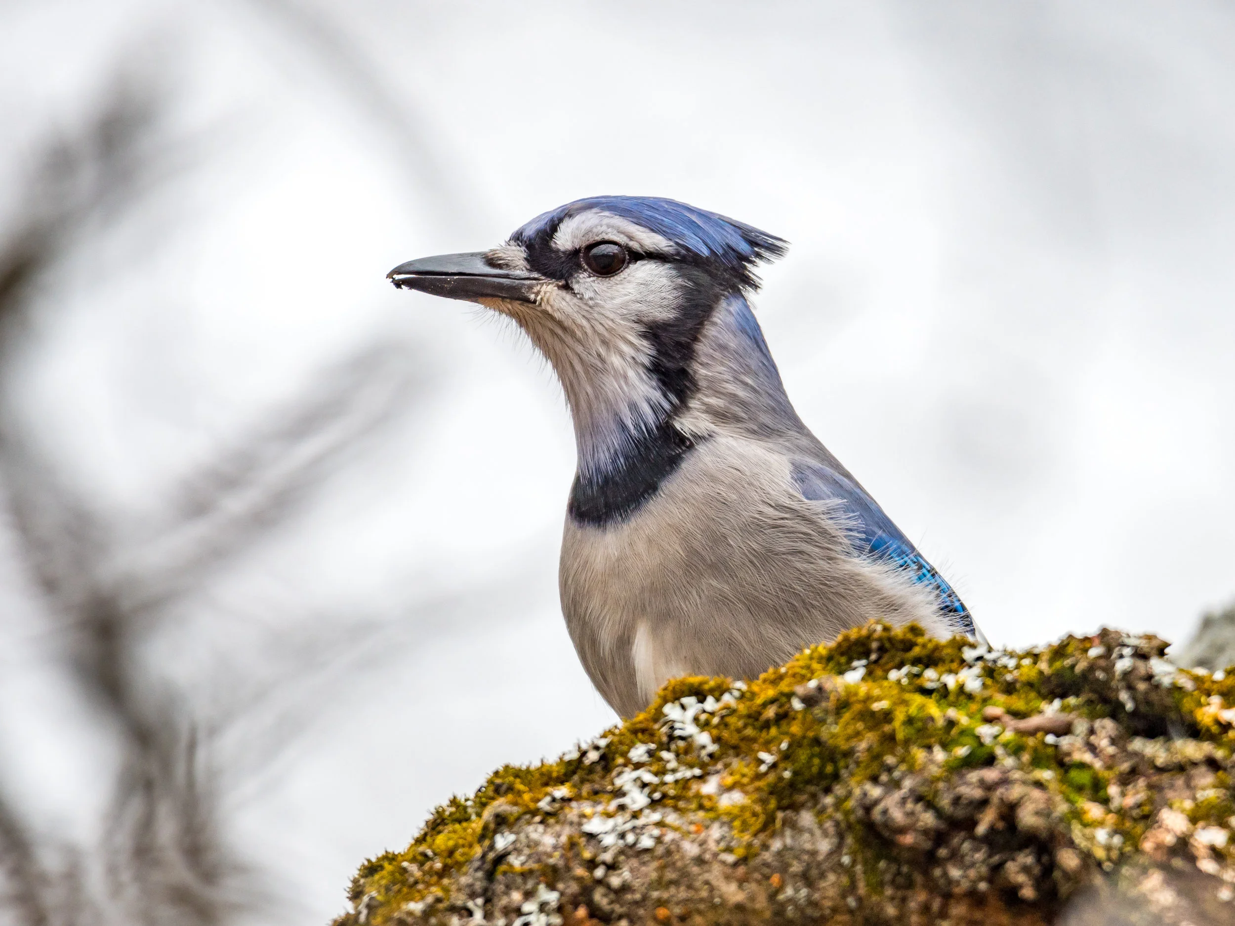 Blue jay