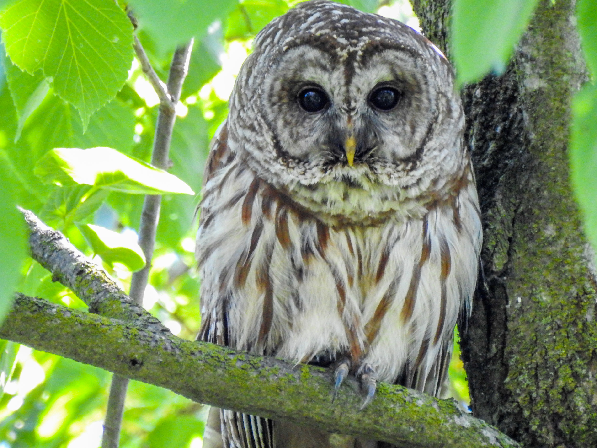 Barred owl