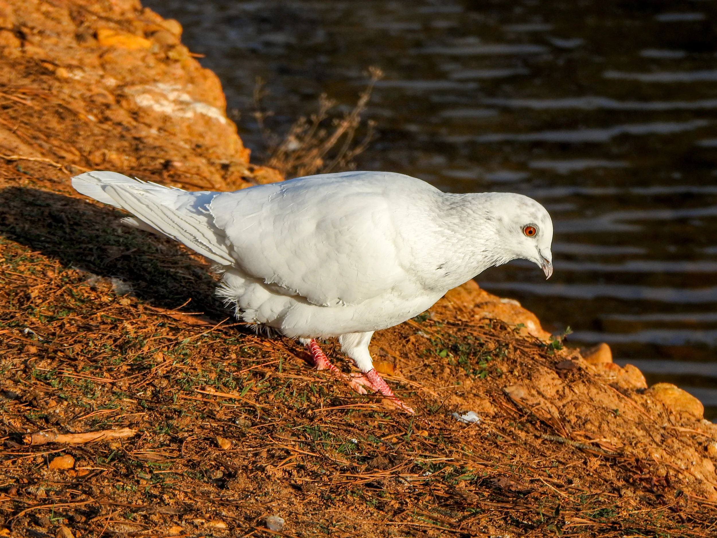 Rock dove