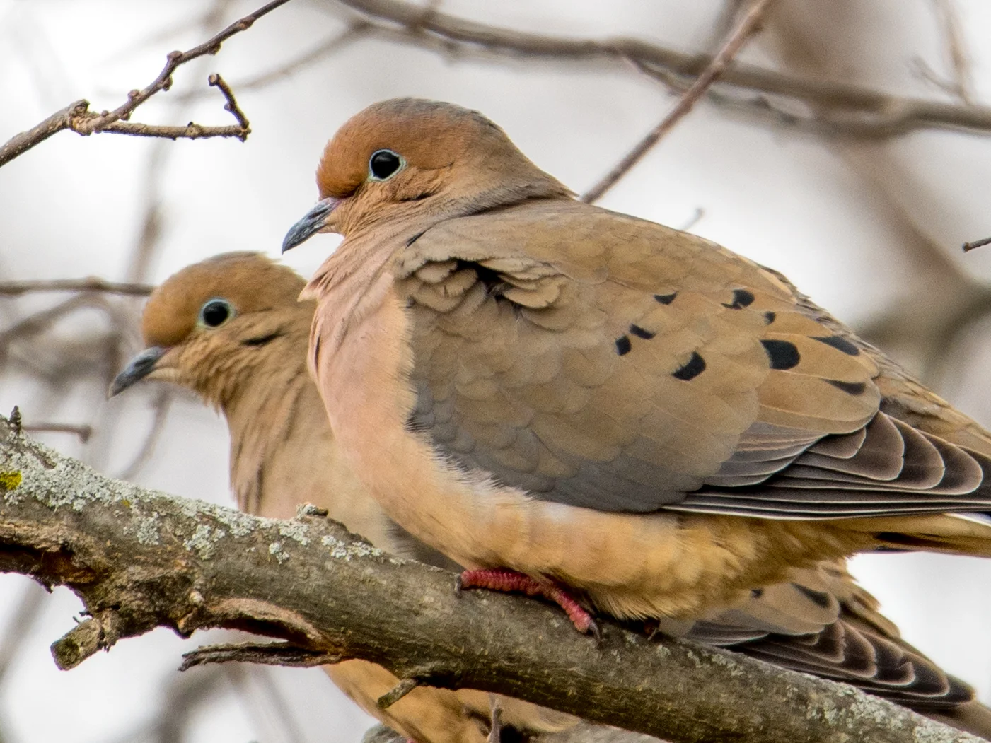 Mourning dove