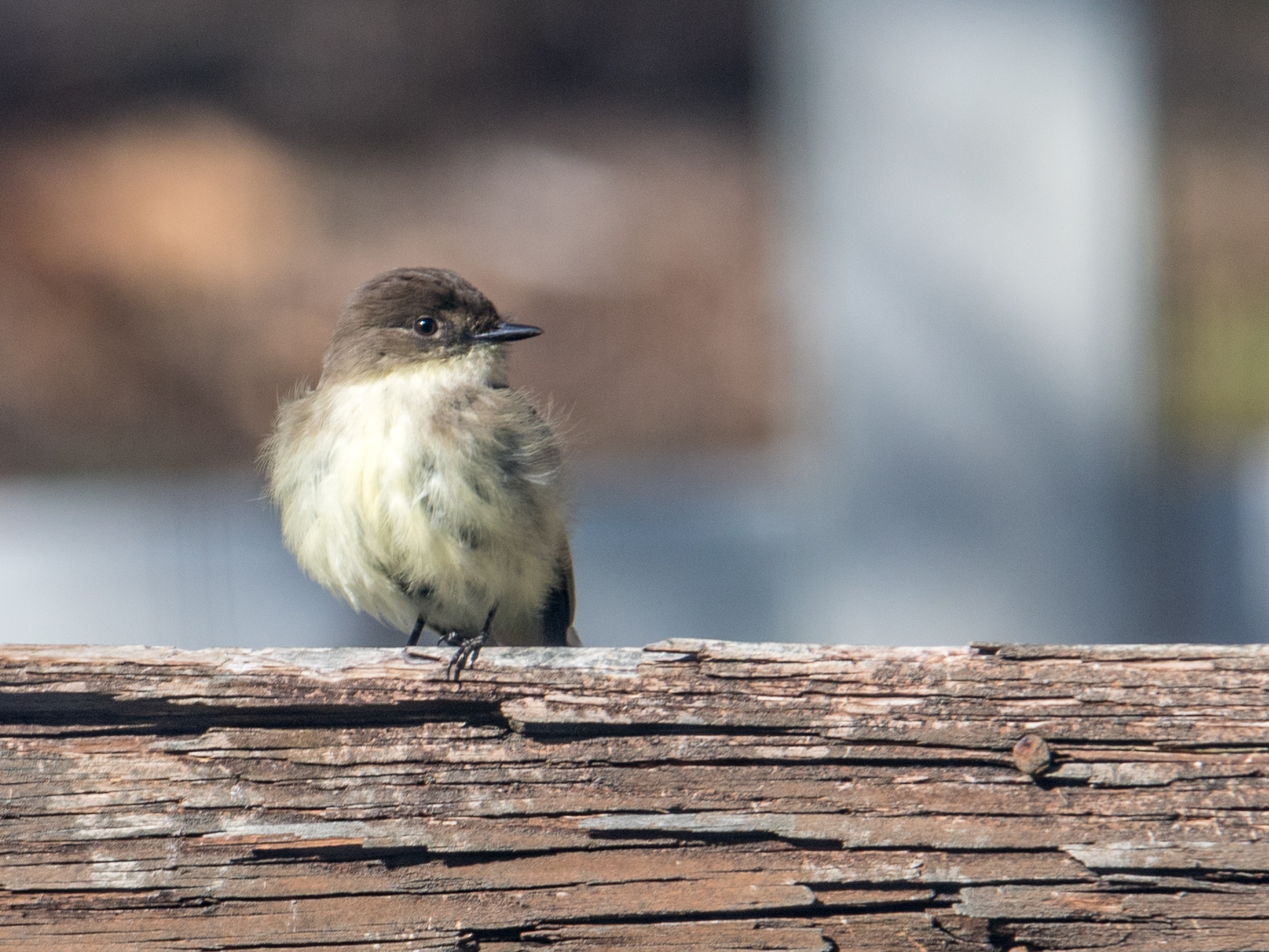 Eastern phoebe