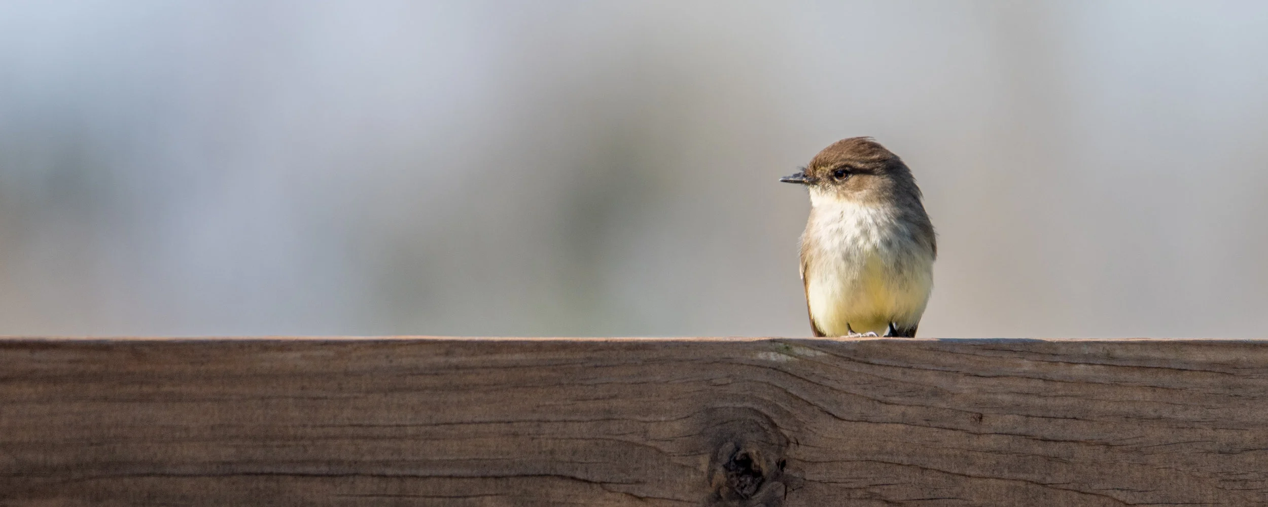 Eastern phoebe