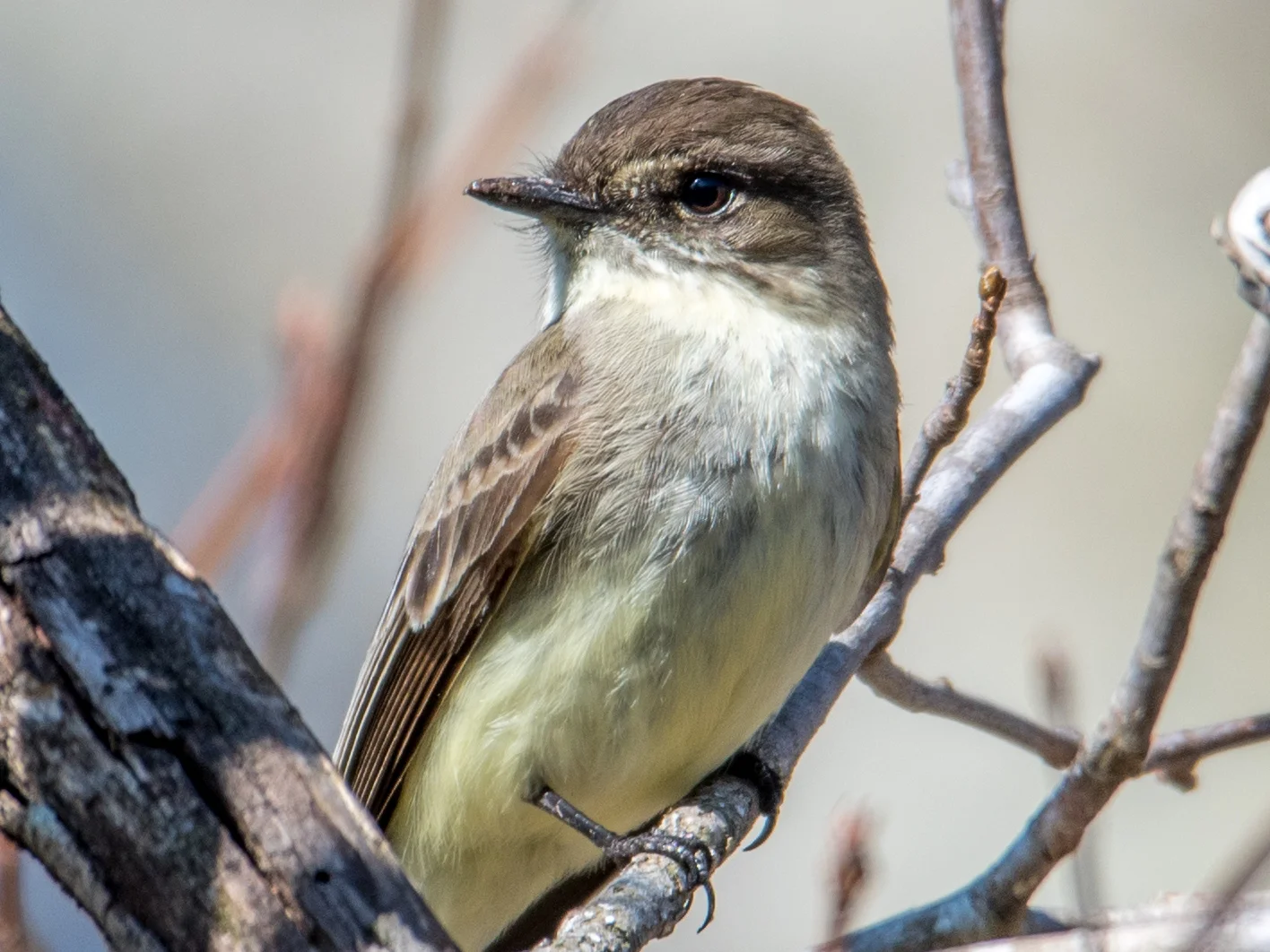 Eastern phoebe