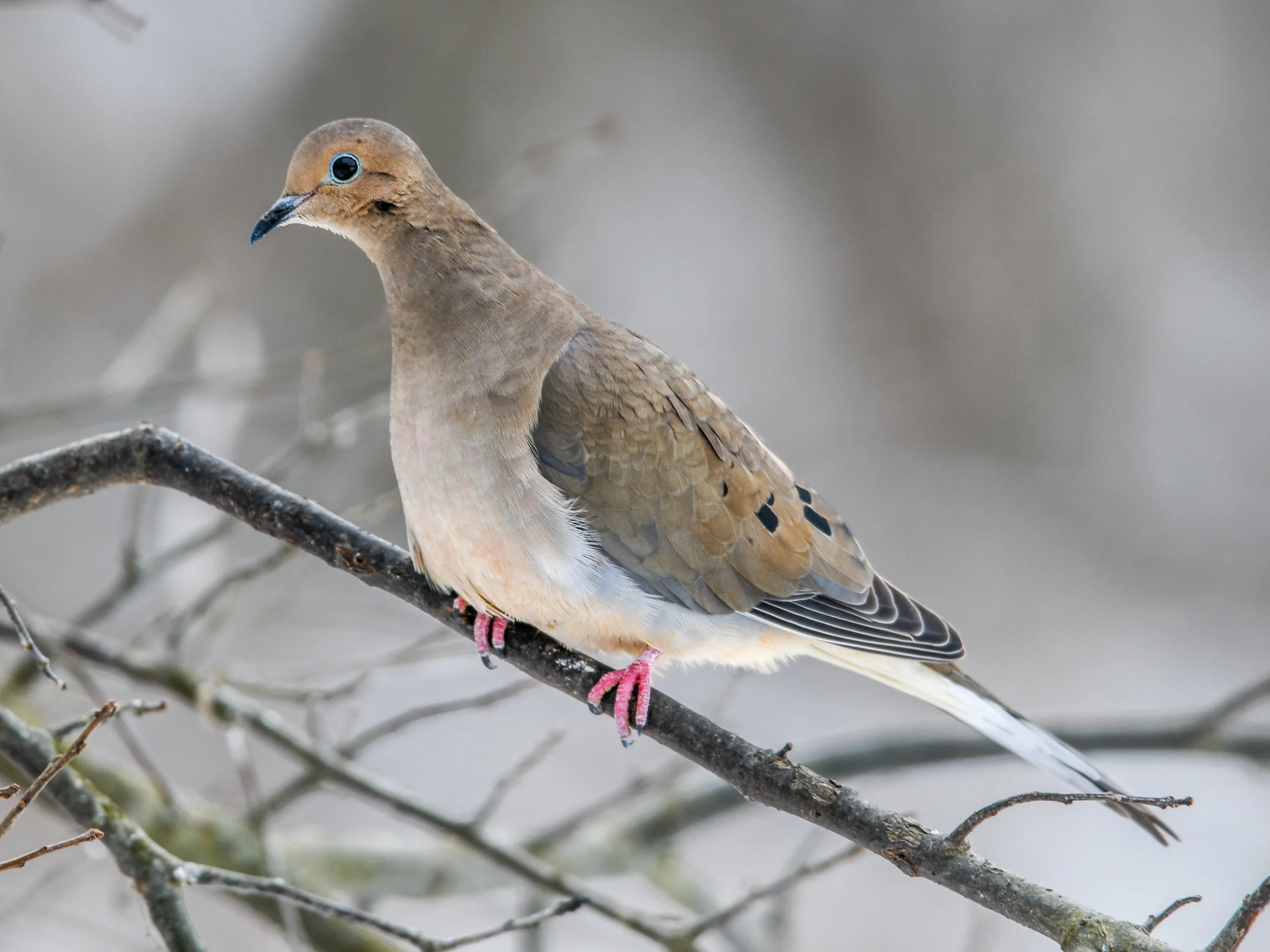 Mourning dove