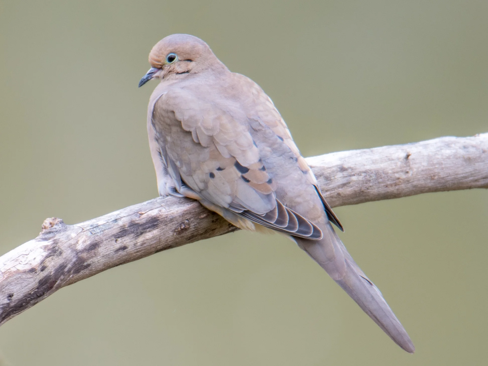 Mourning dove