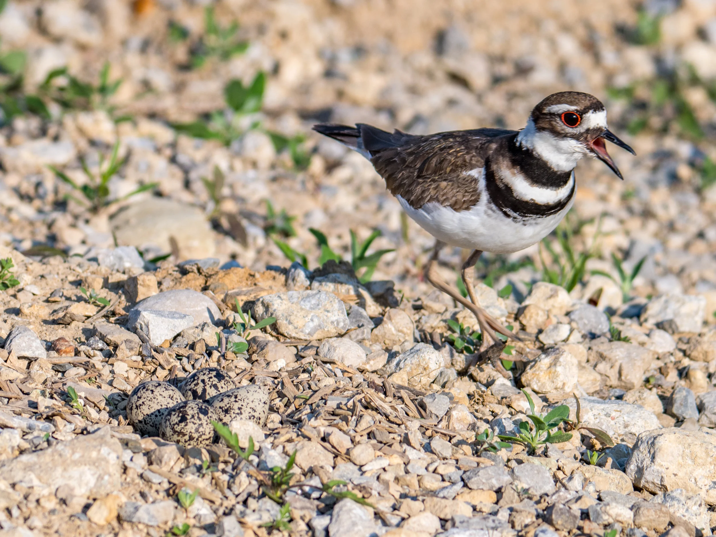 Killdeer