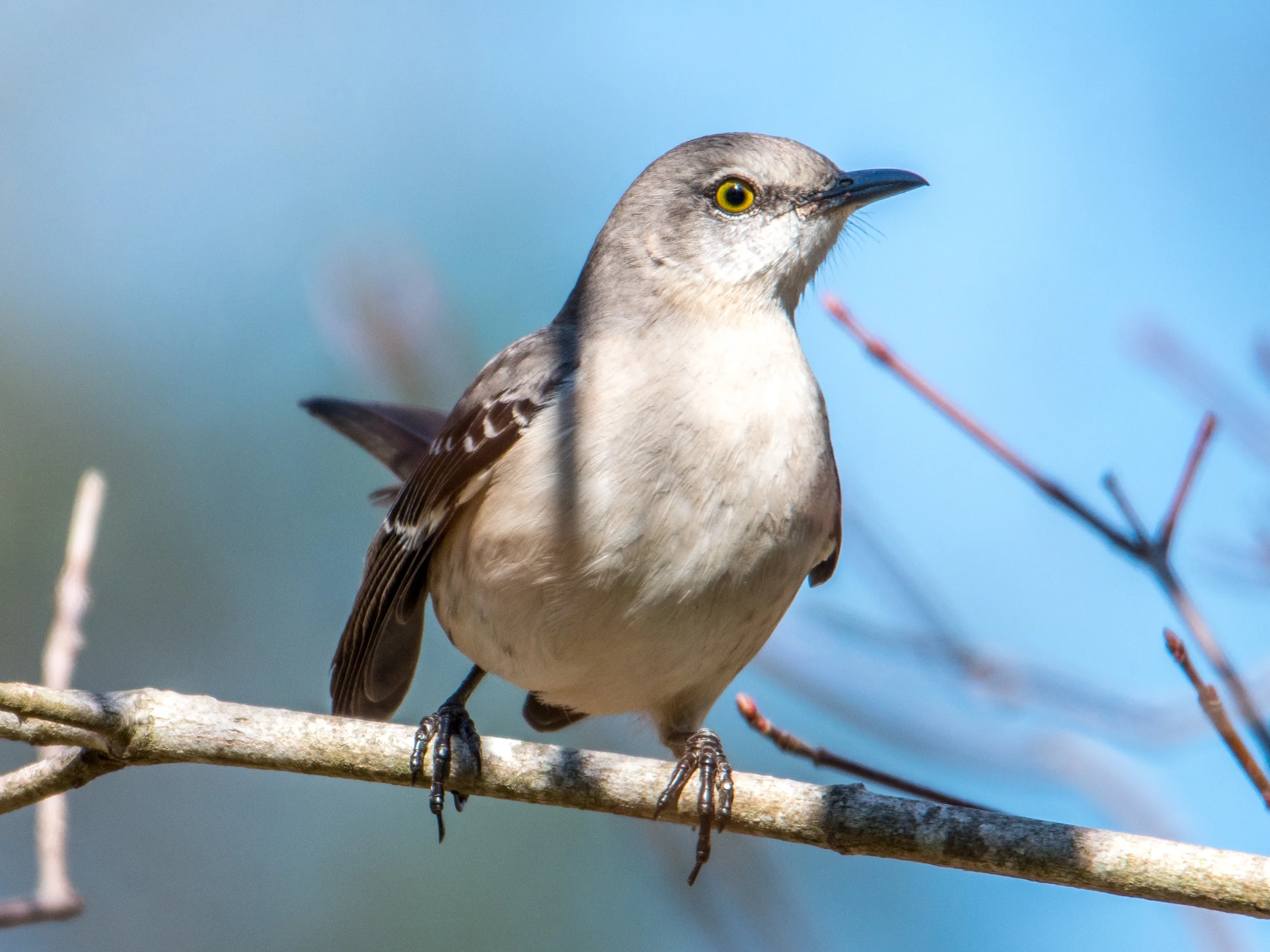 Northern mockingbird