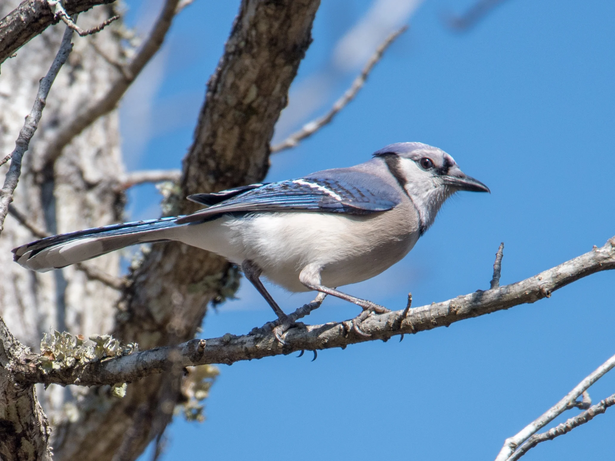 Blue jay