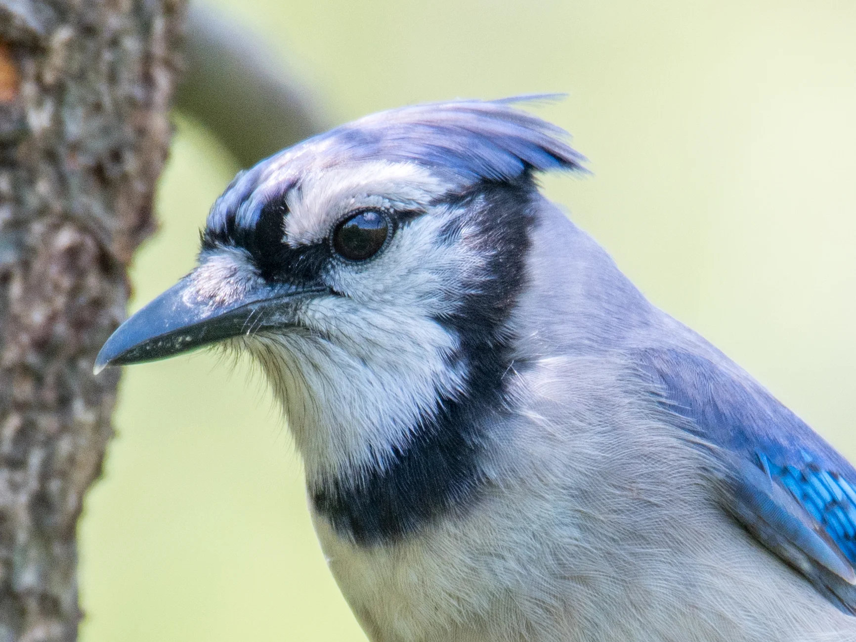Blue jay