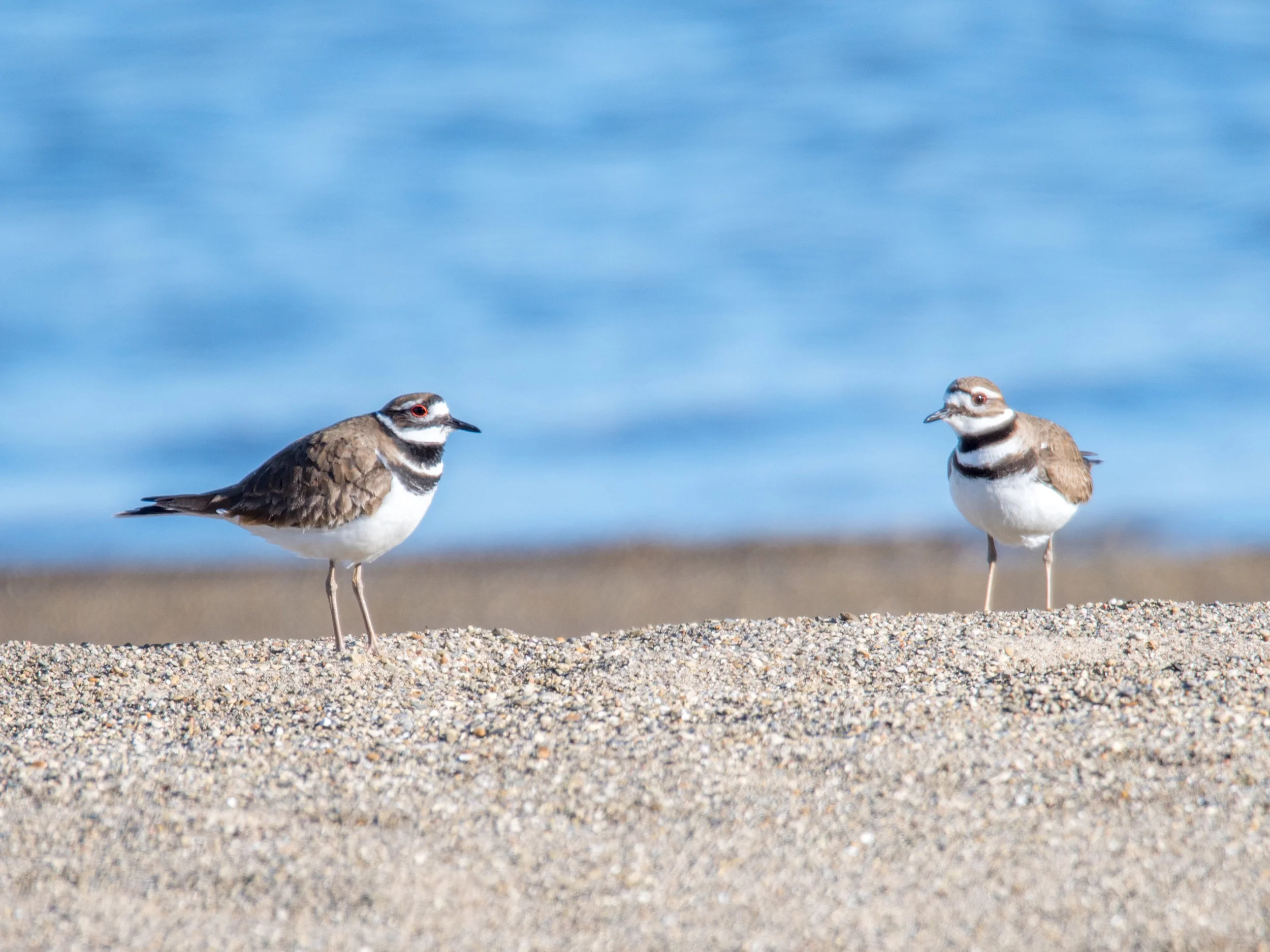 Killdeer