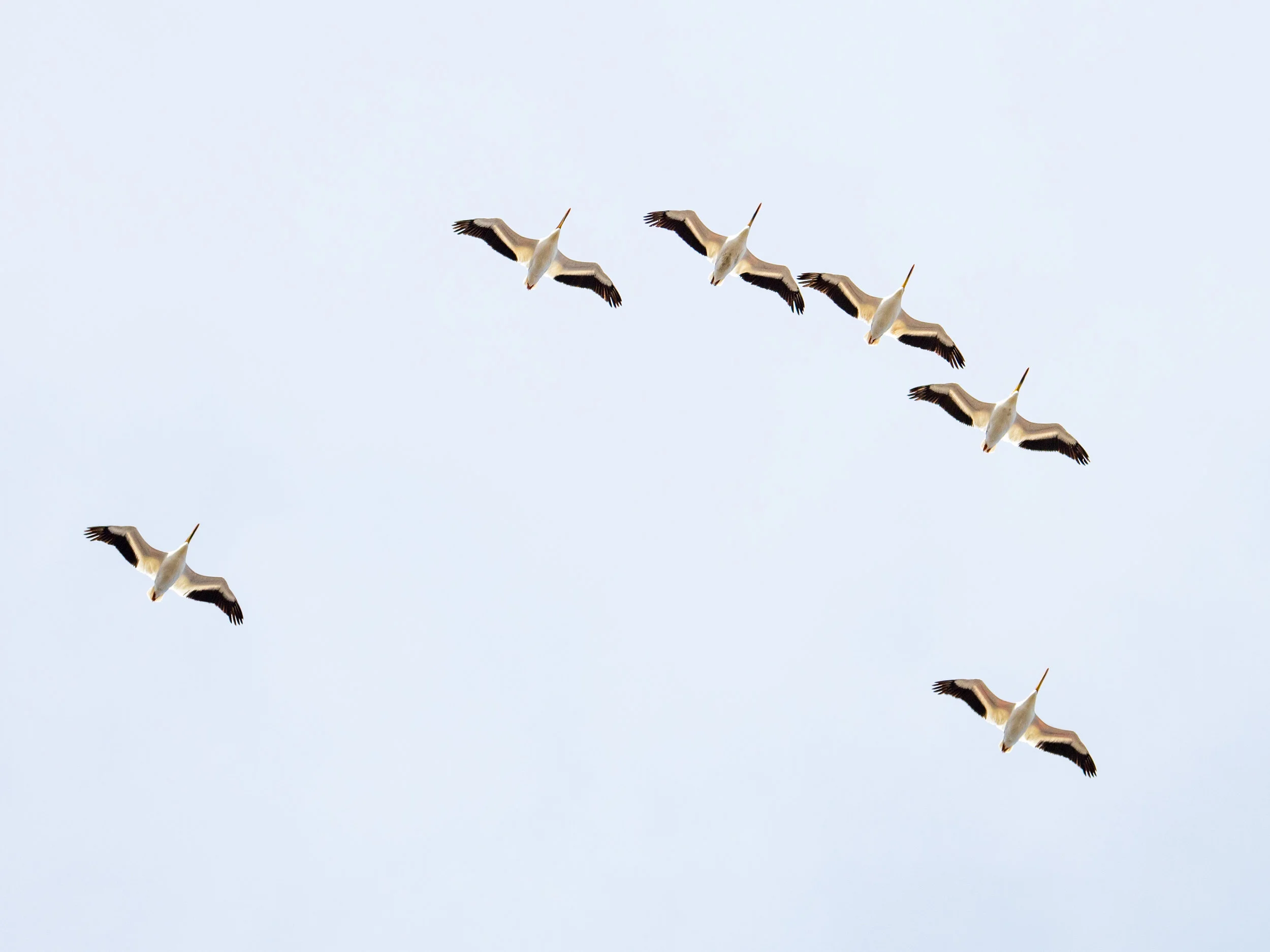 American white pelican