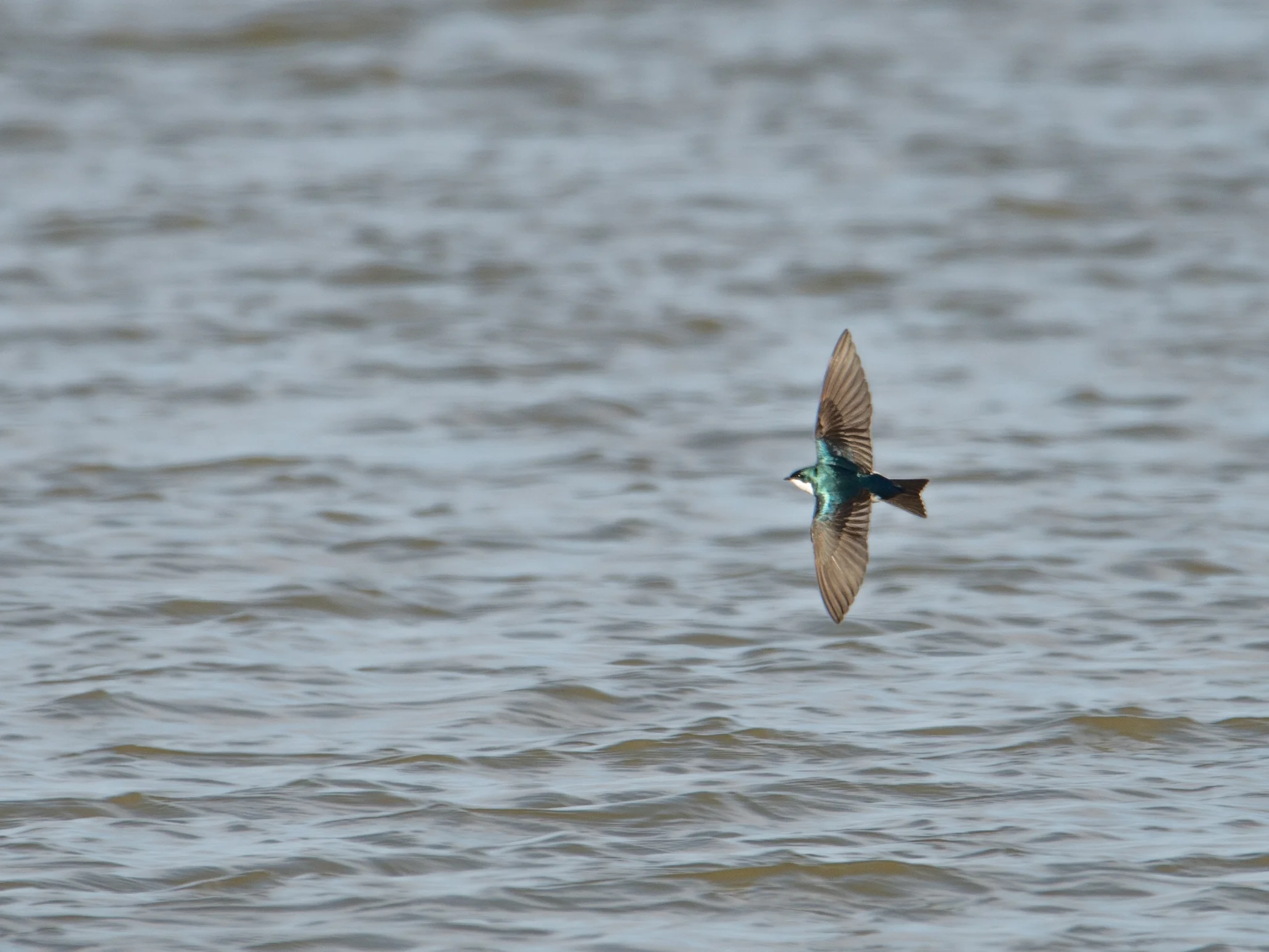 Tree swallow
