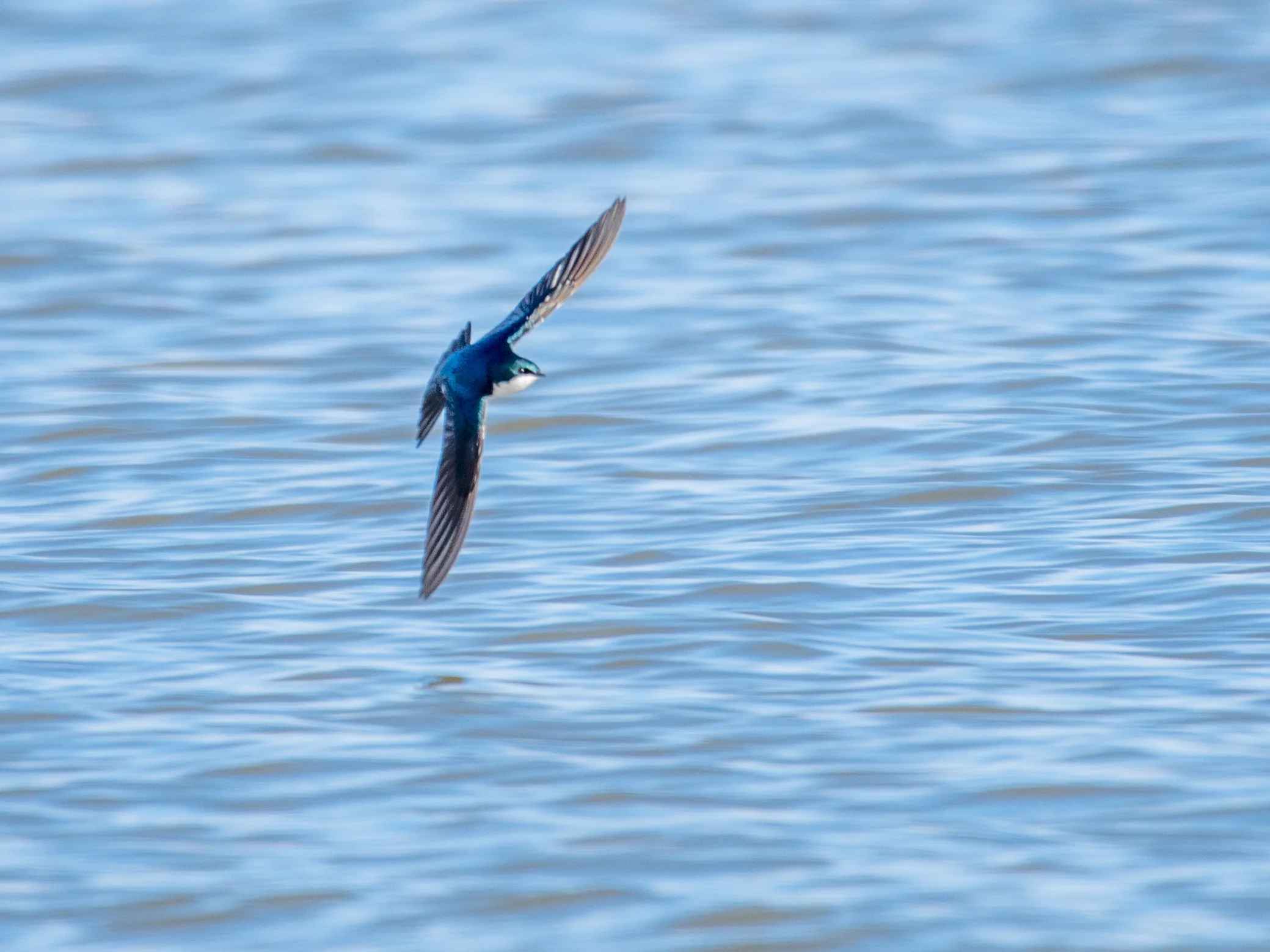 Tree swallow