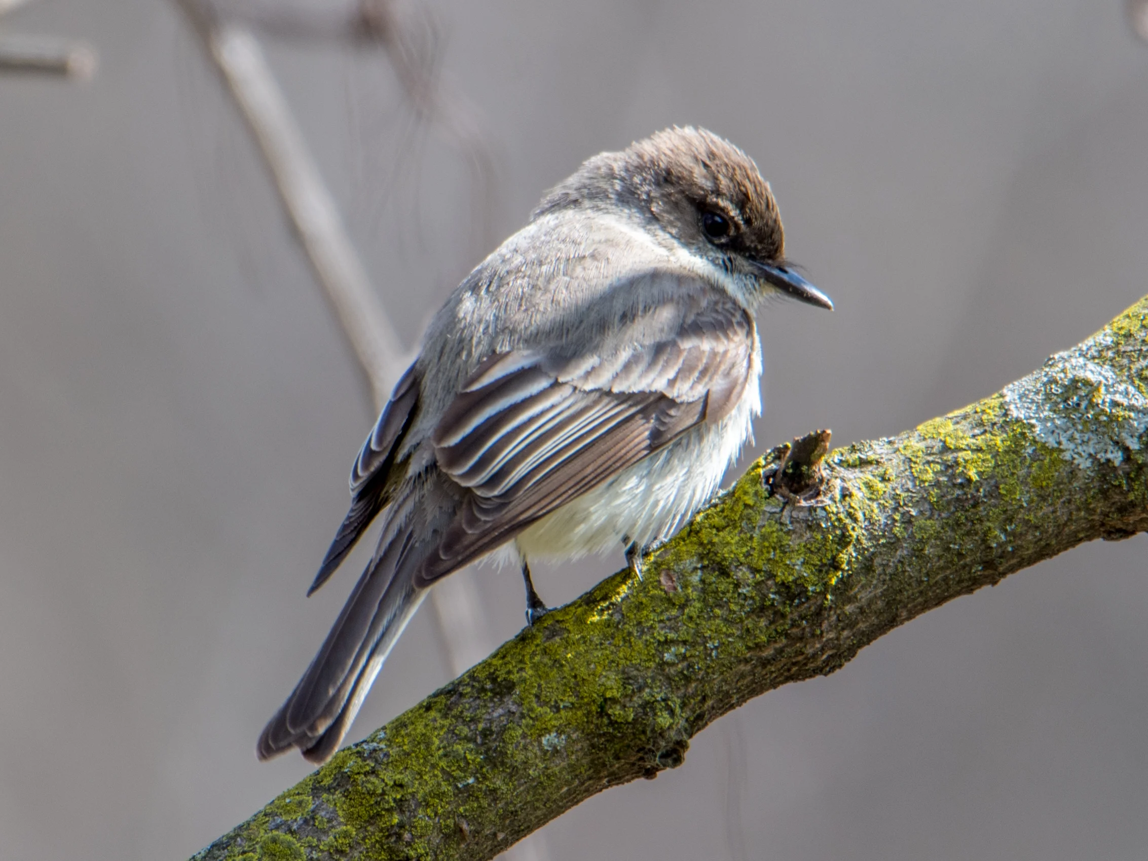 Eastern phoebe