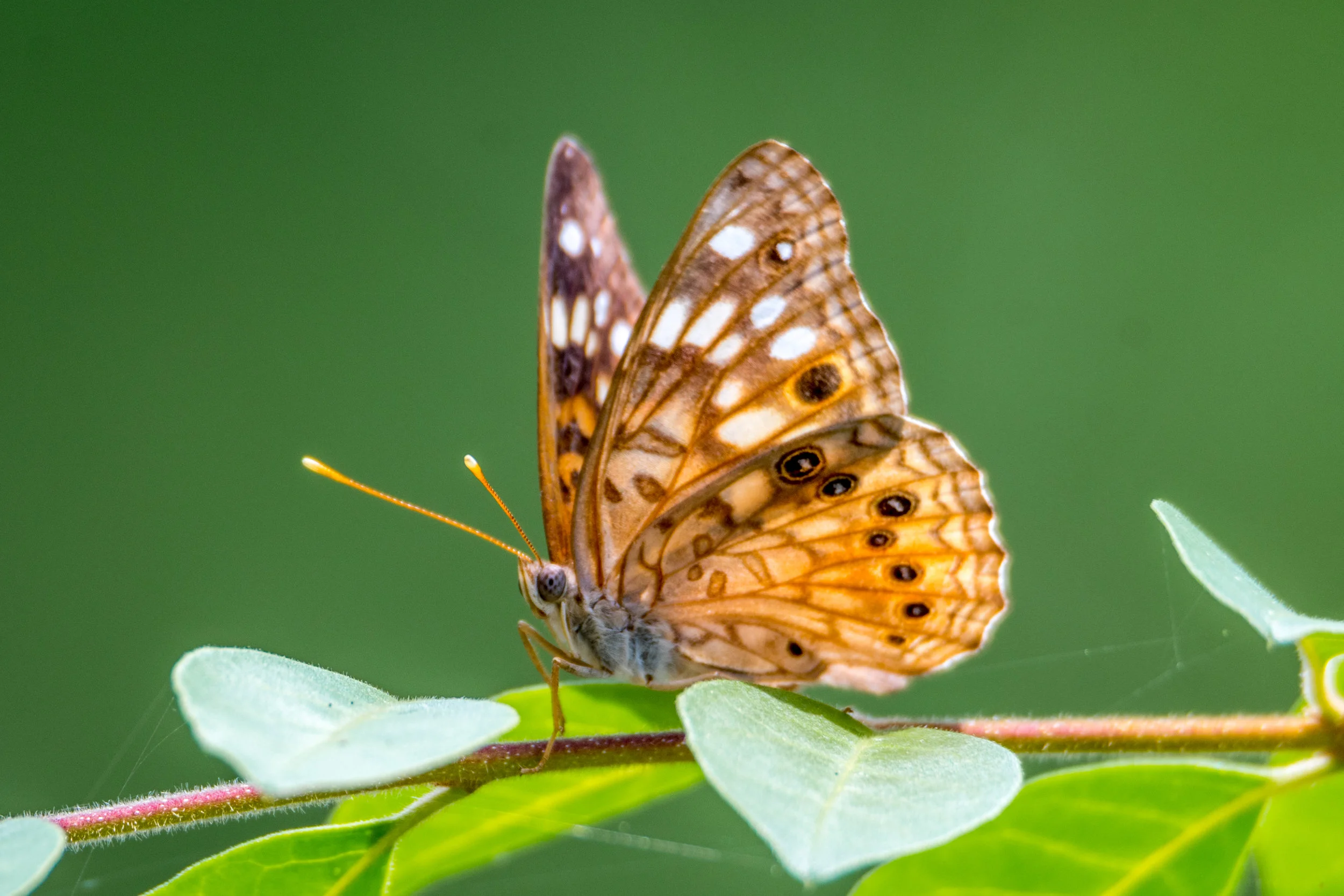 Hackberry emperor