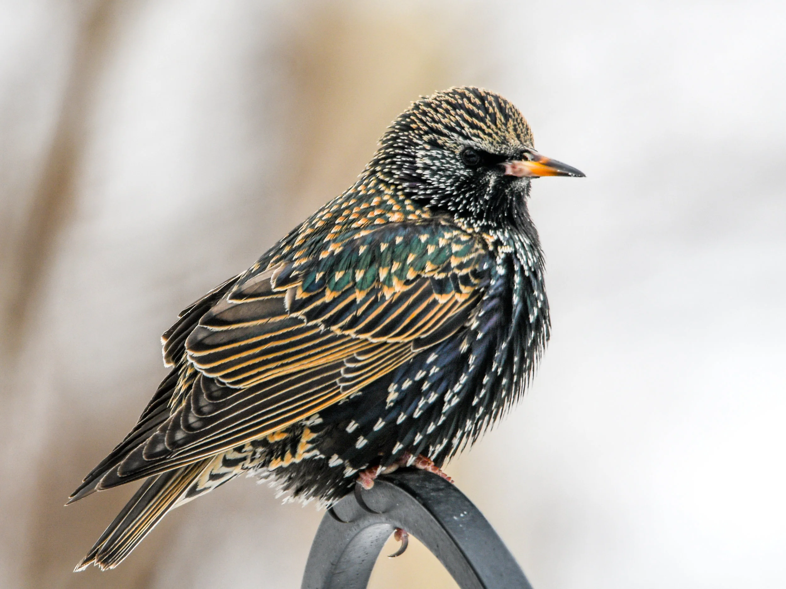 European starling