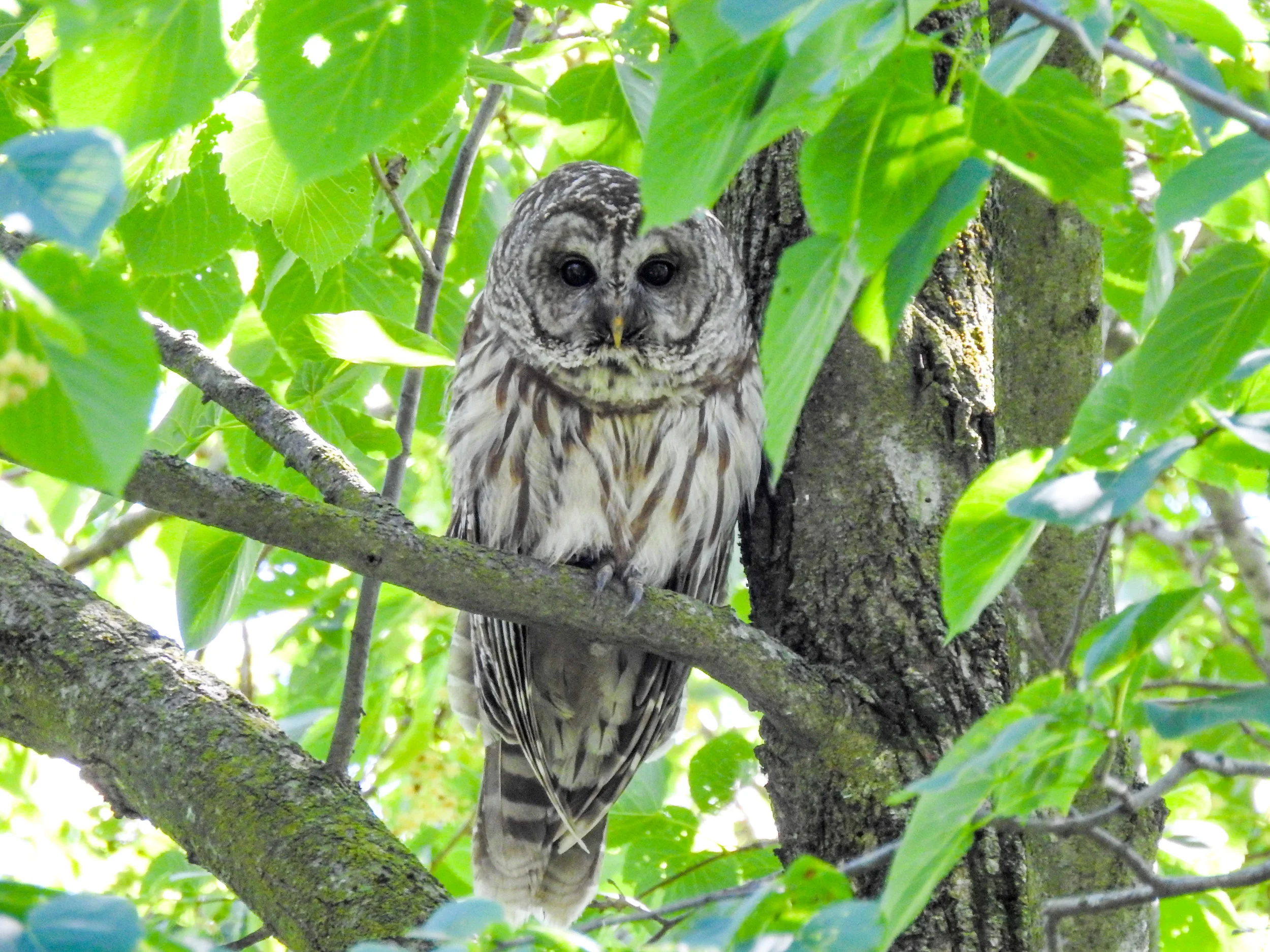 Barred owl