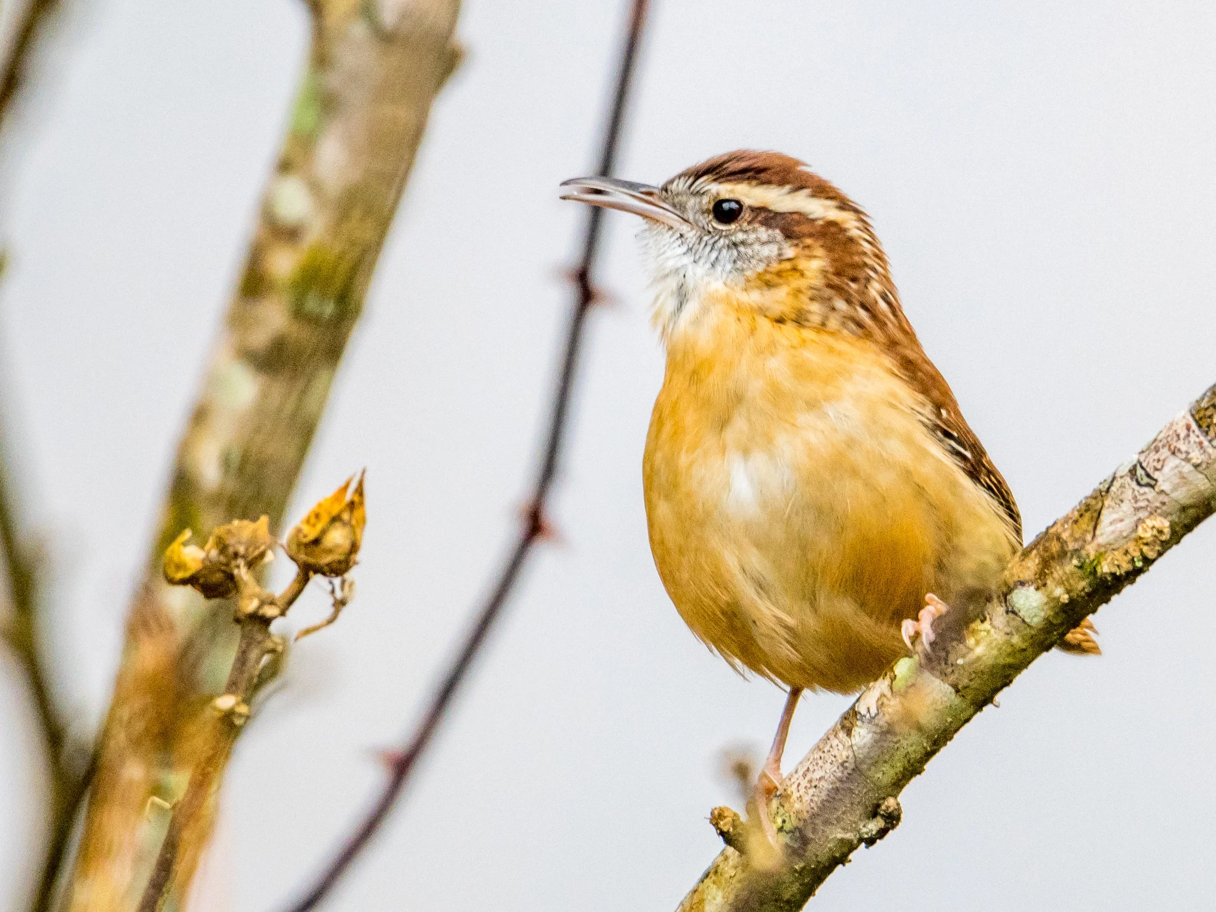 Carolina wren