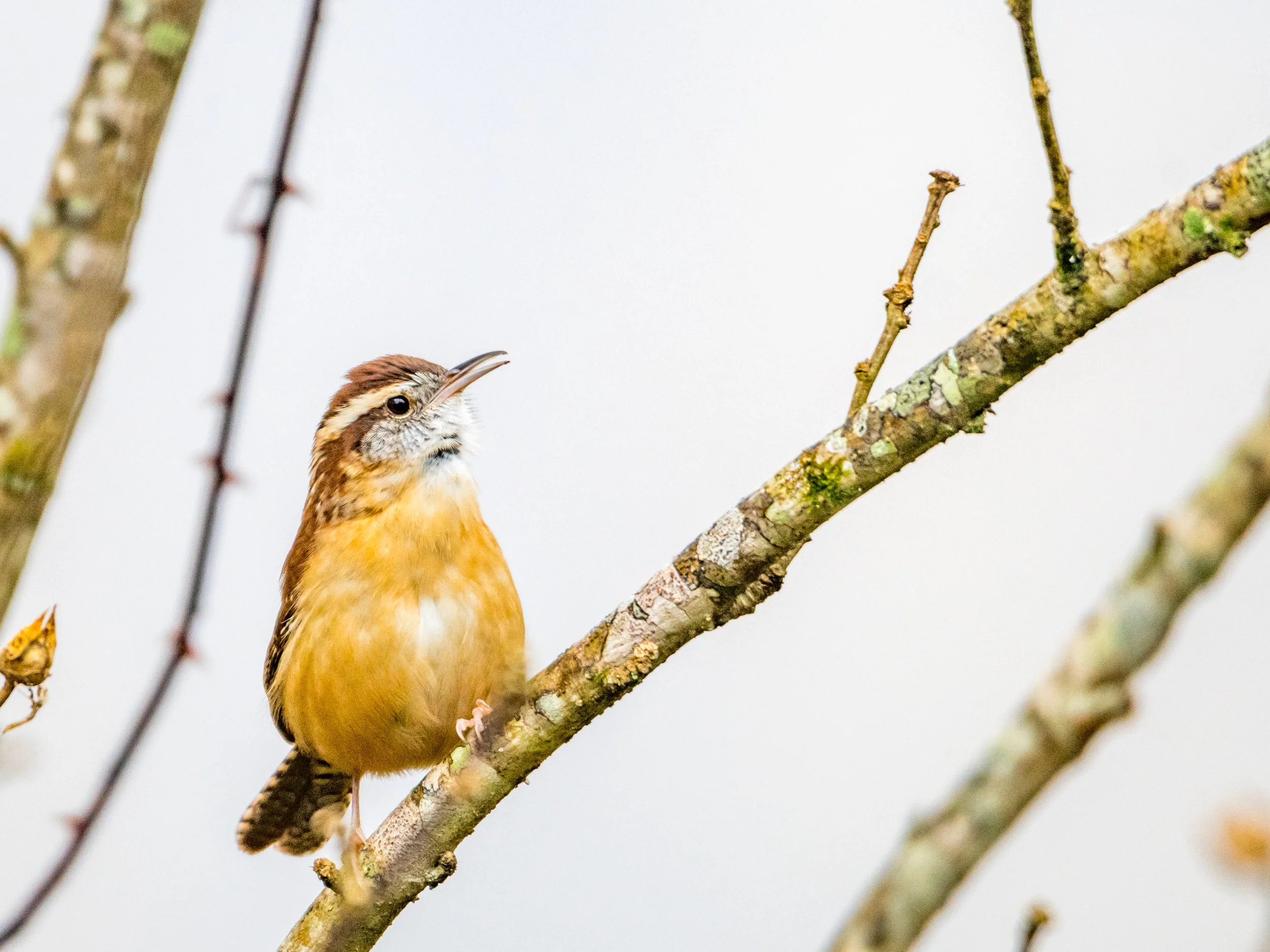 Carolina wren