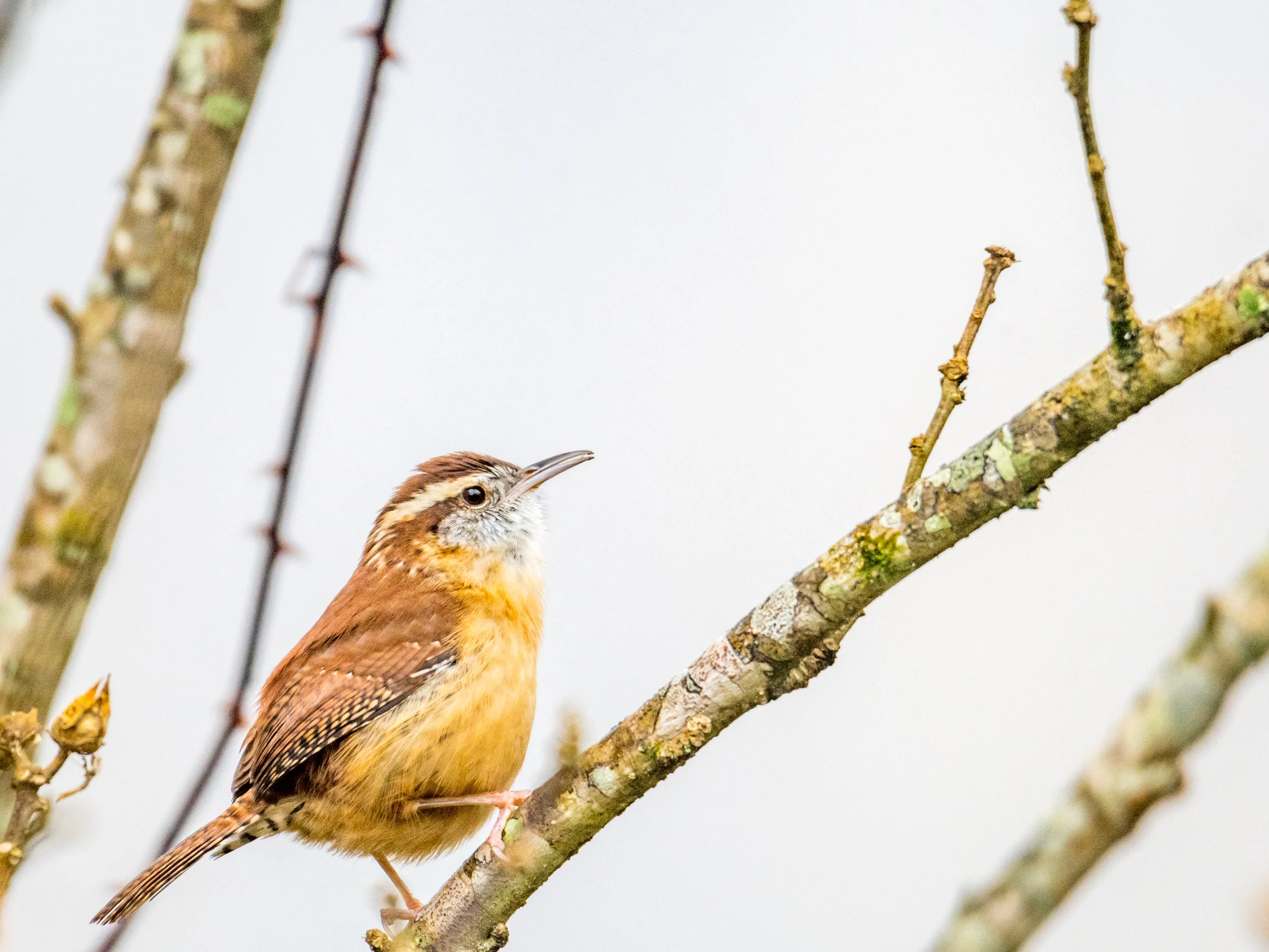 Carolina wren