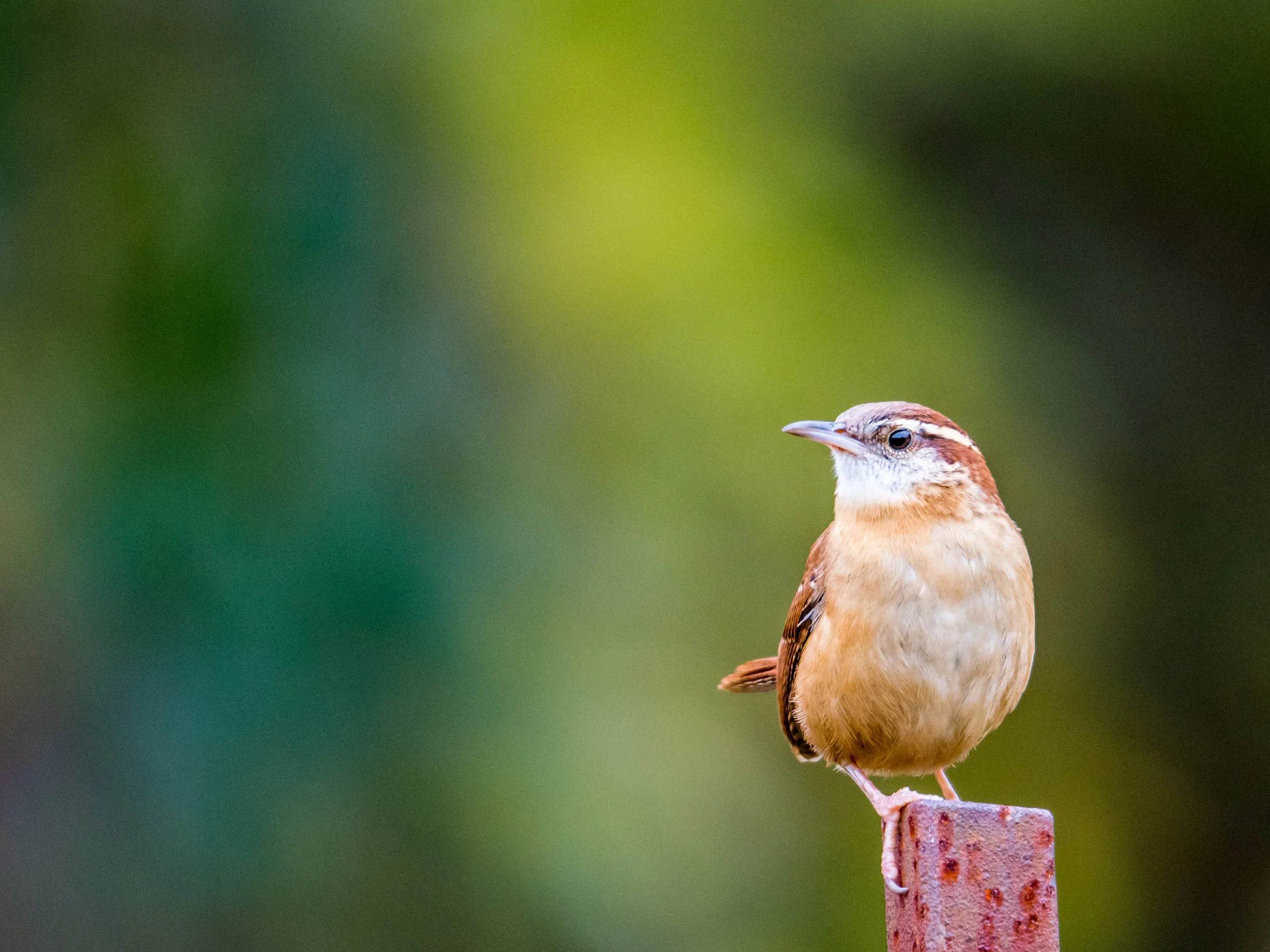 Carolina wren