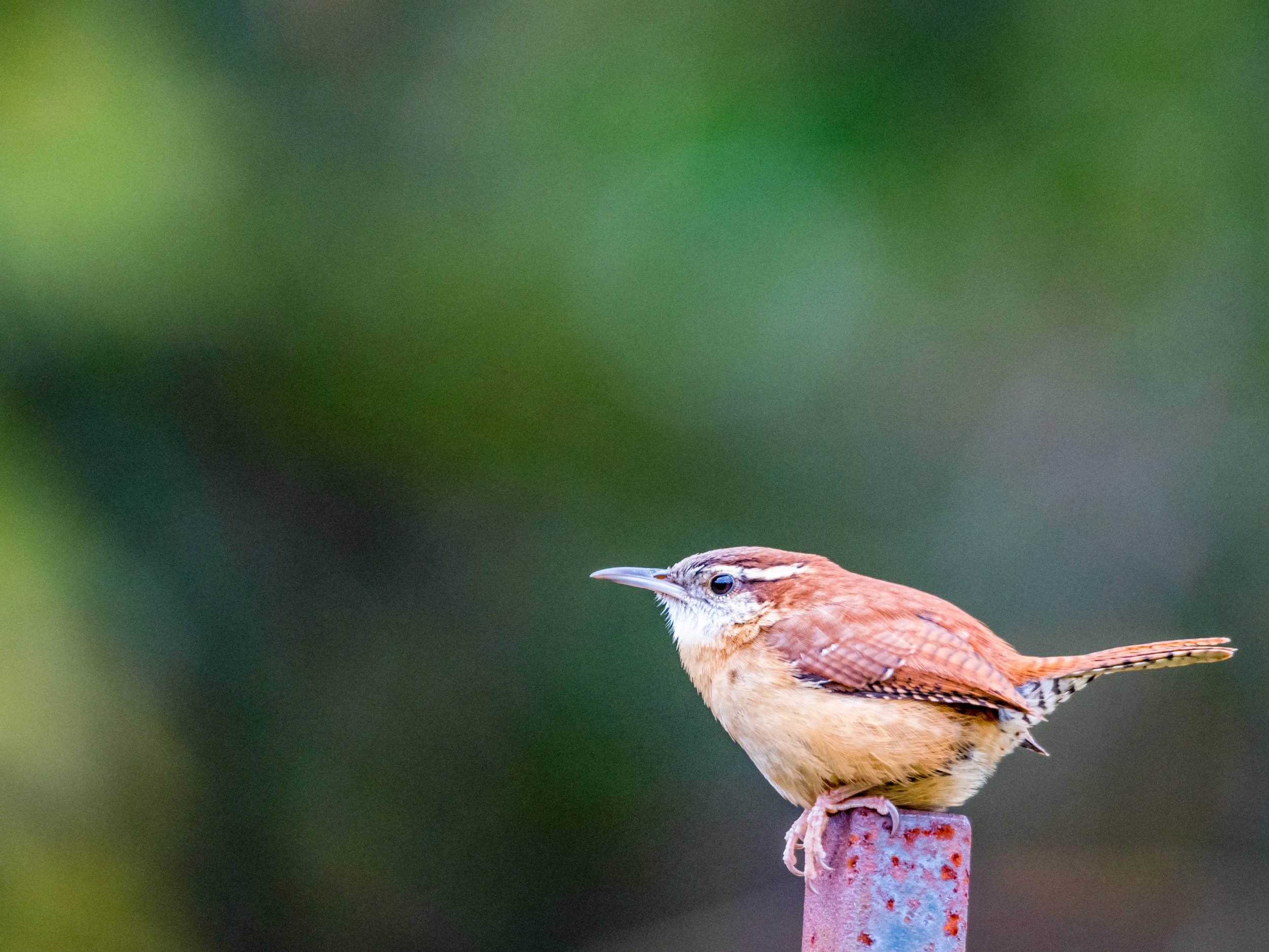 Carolina wren