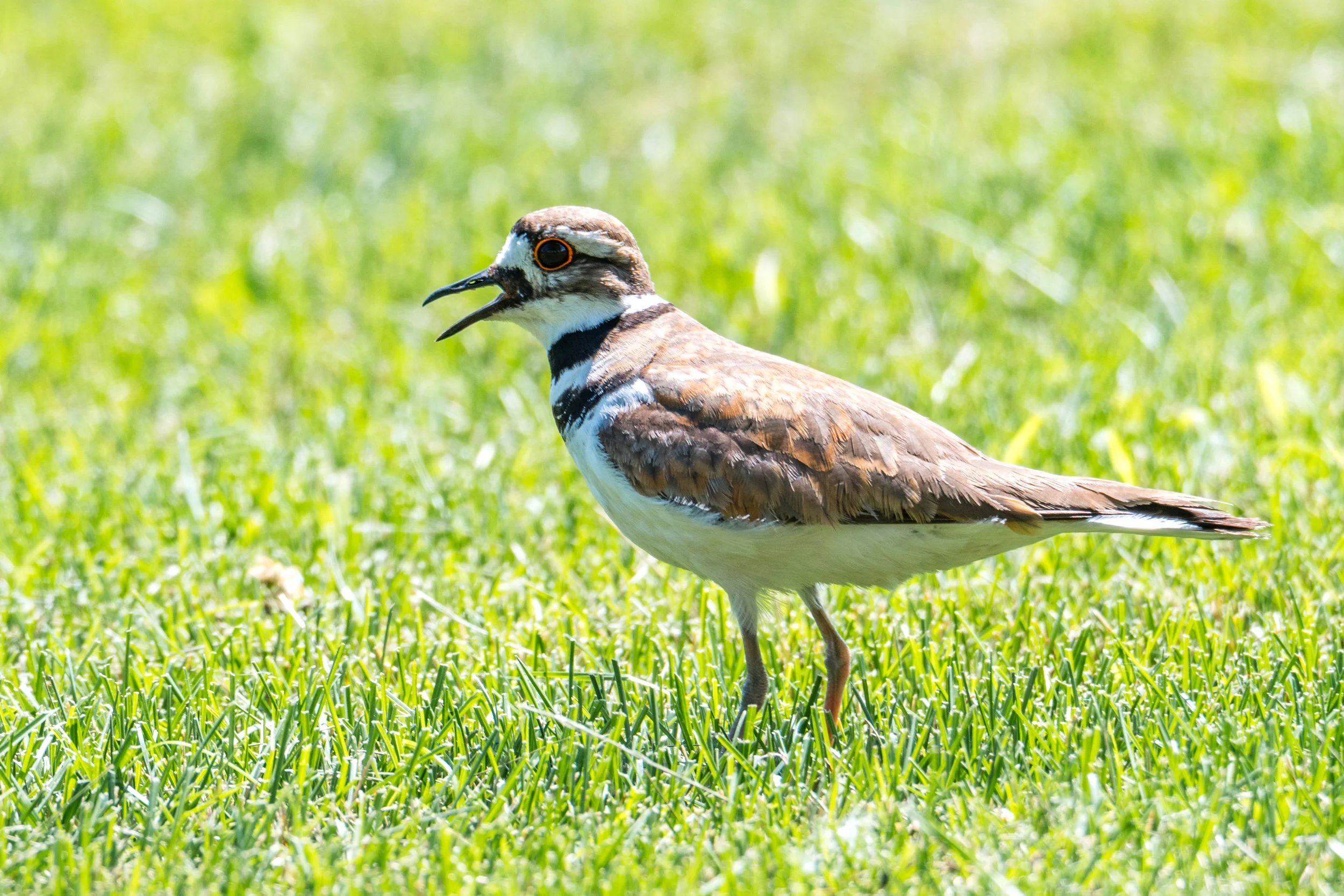 Killdeer