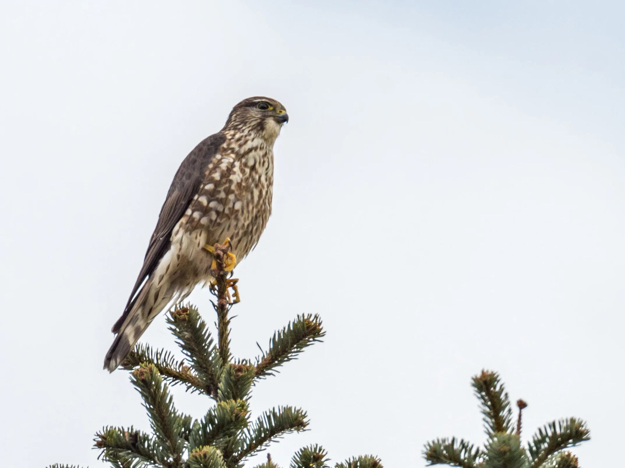 Merlin