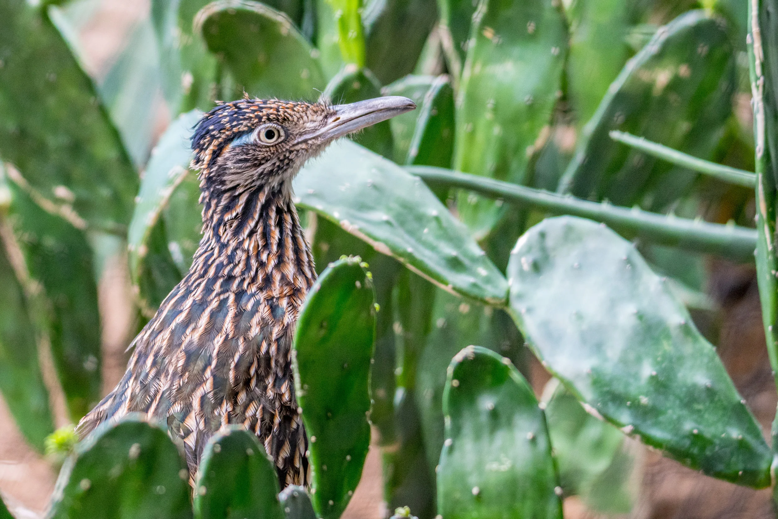 Greater roadrunner