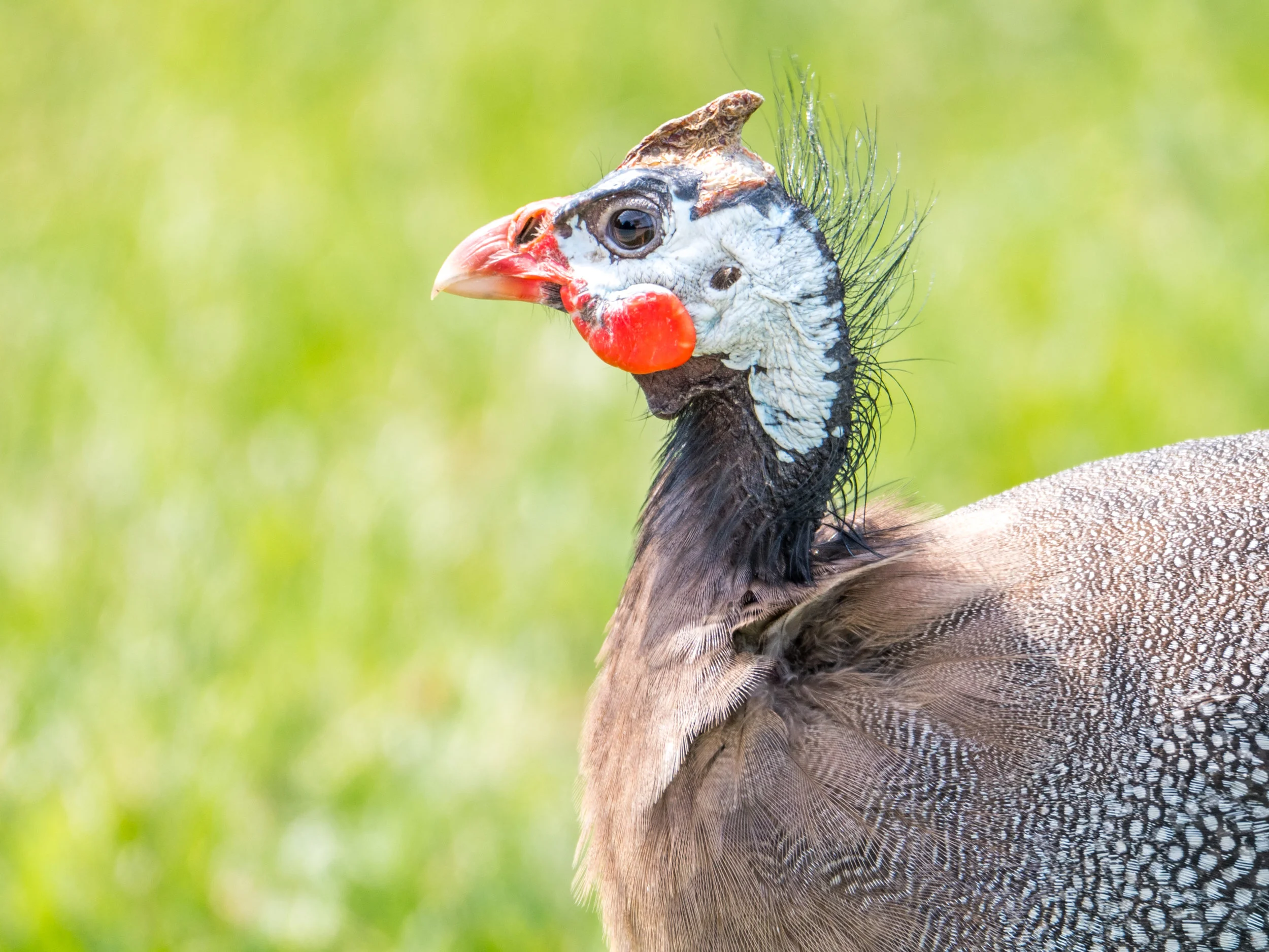 Guineafowl