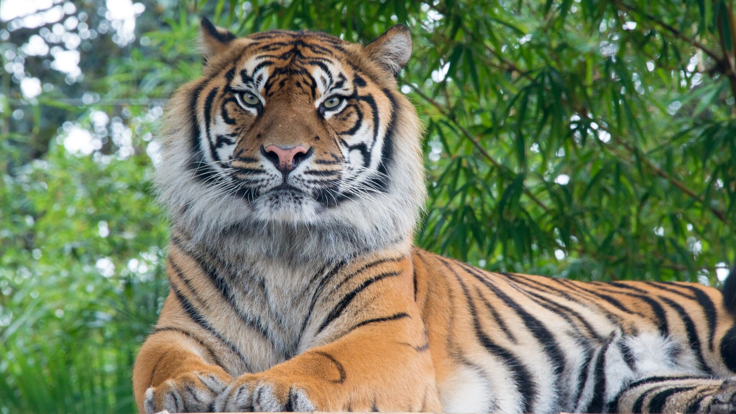 The End of the Tiger King's Reign
