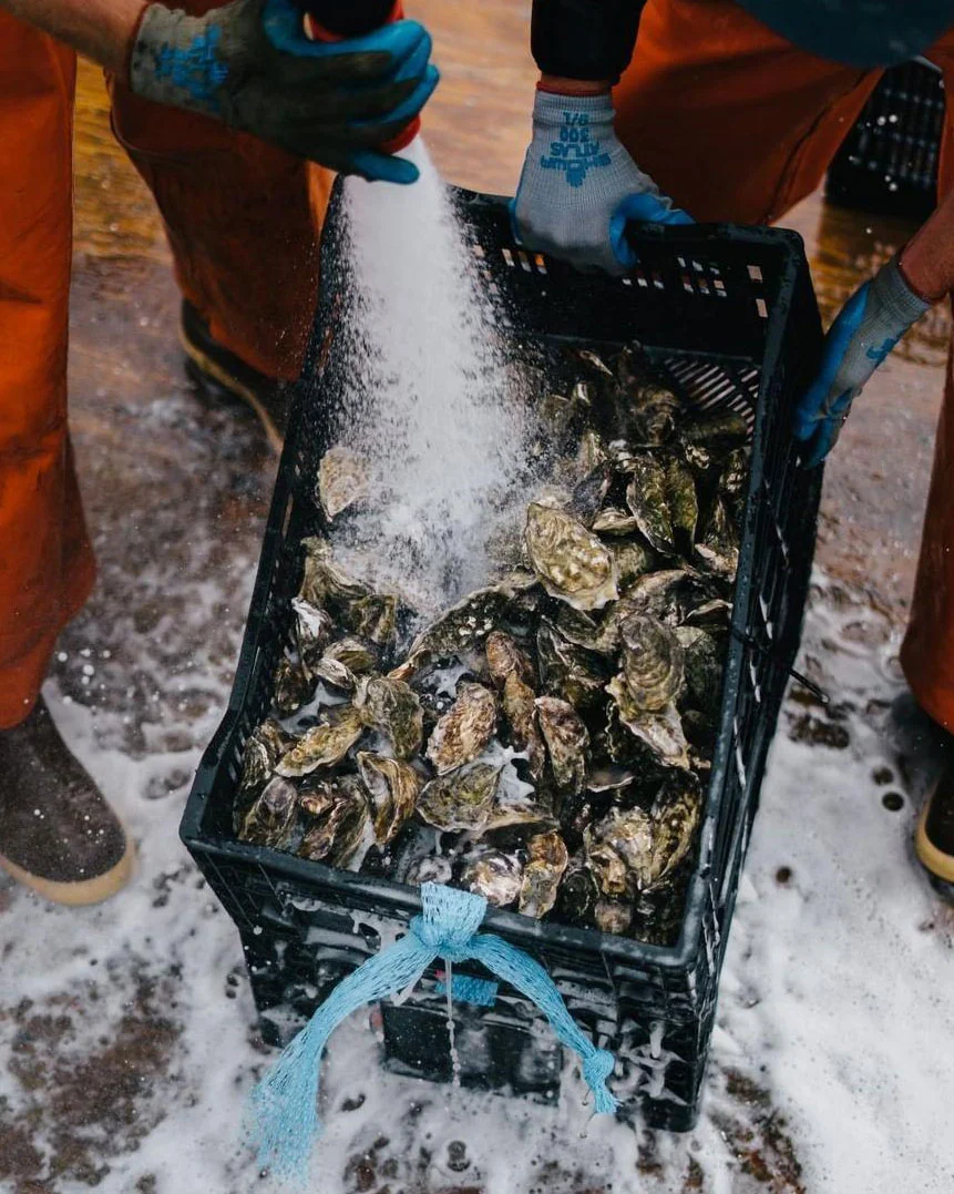 Morro Bay Oyster Co.
