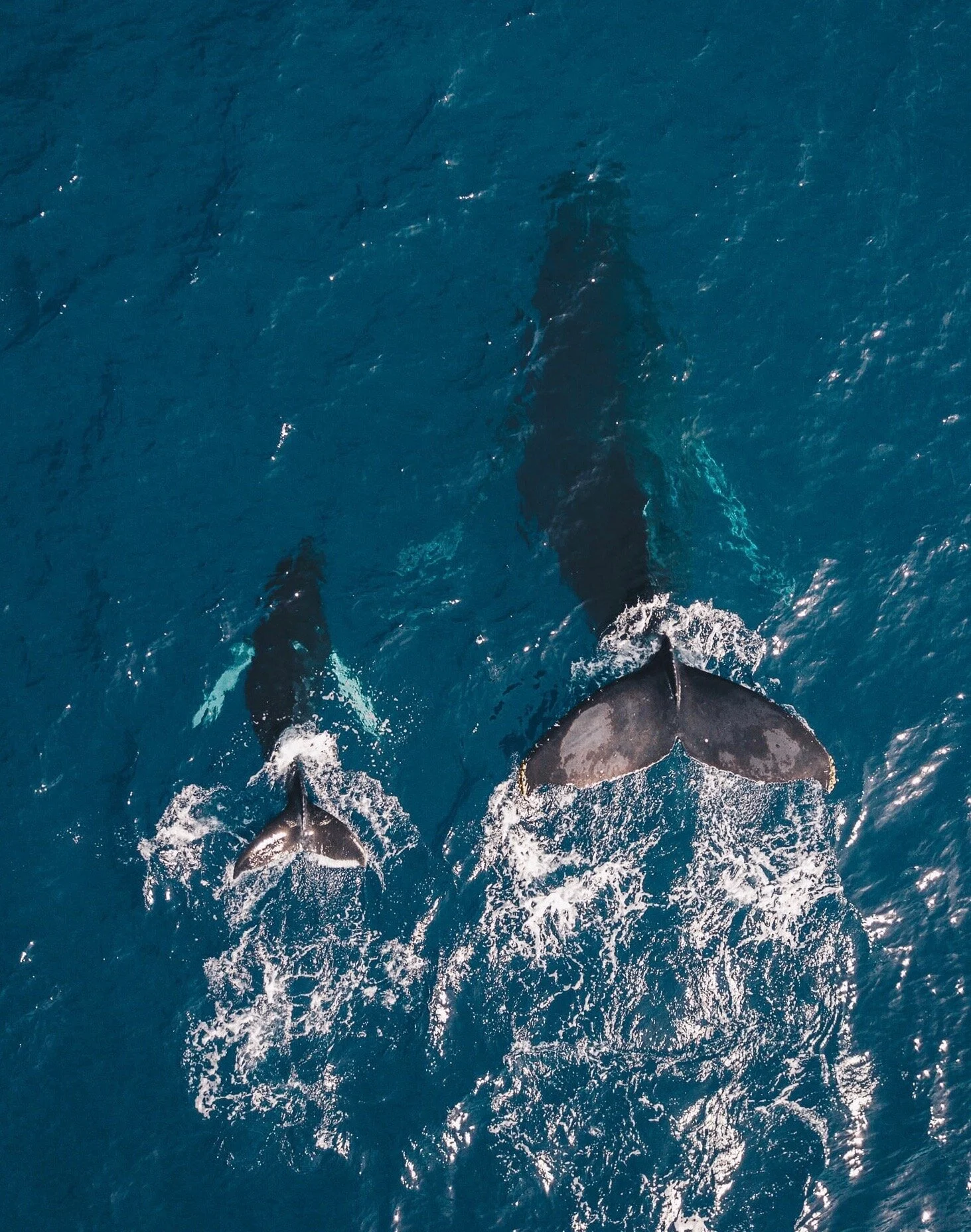 New Moon in Cancer | July 2020