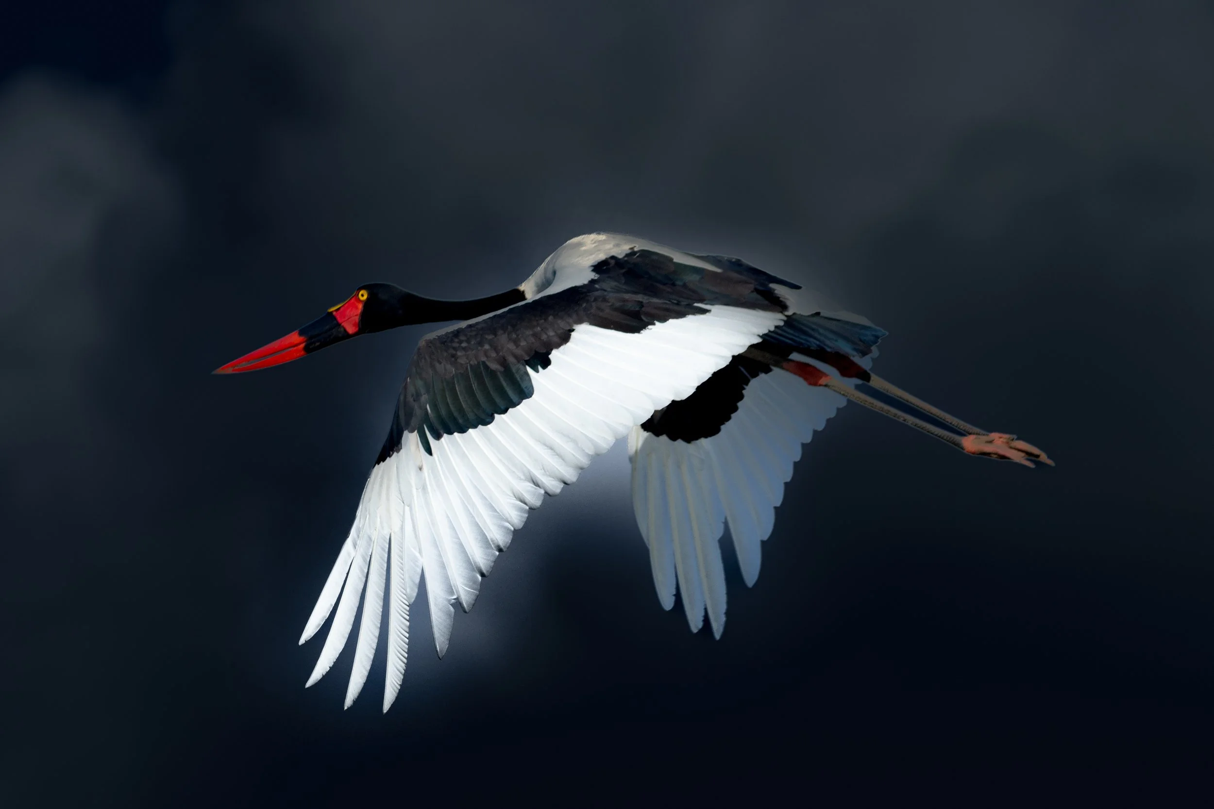 saddlebill-1864.jpg