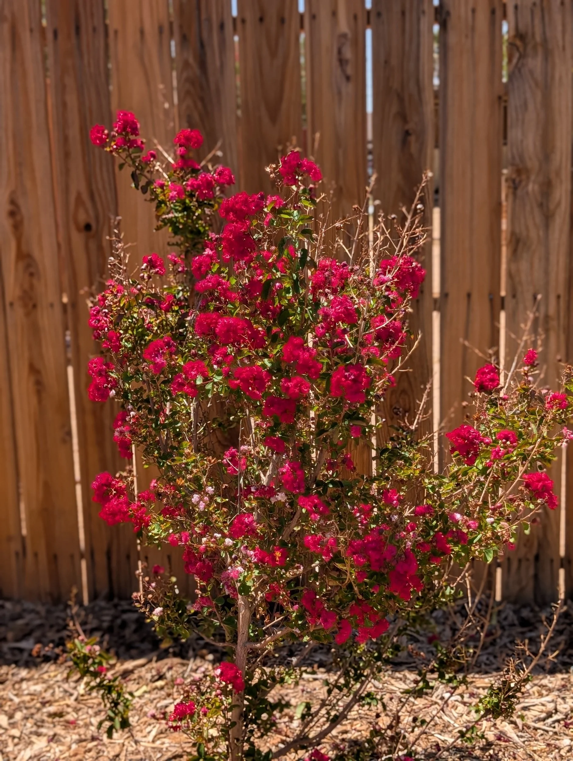 The Best Time to Plant Flowering Trees in the Desert