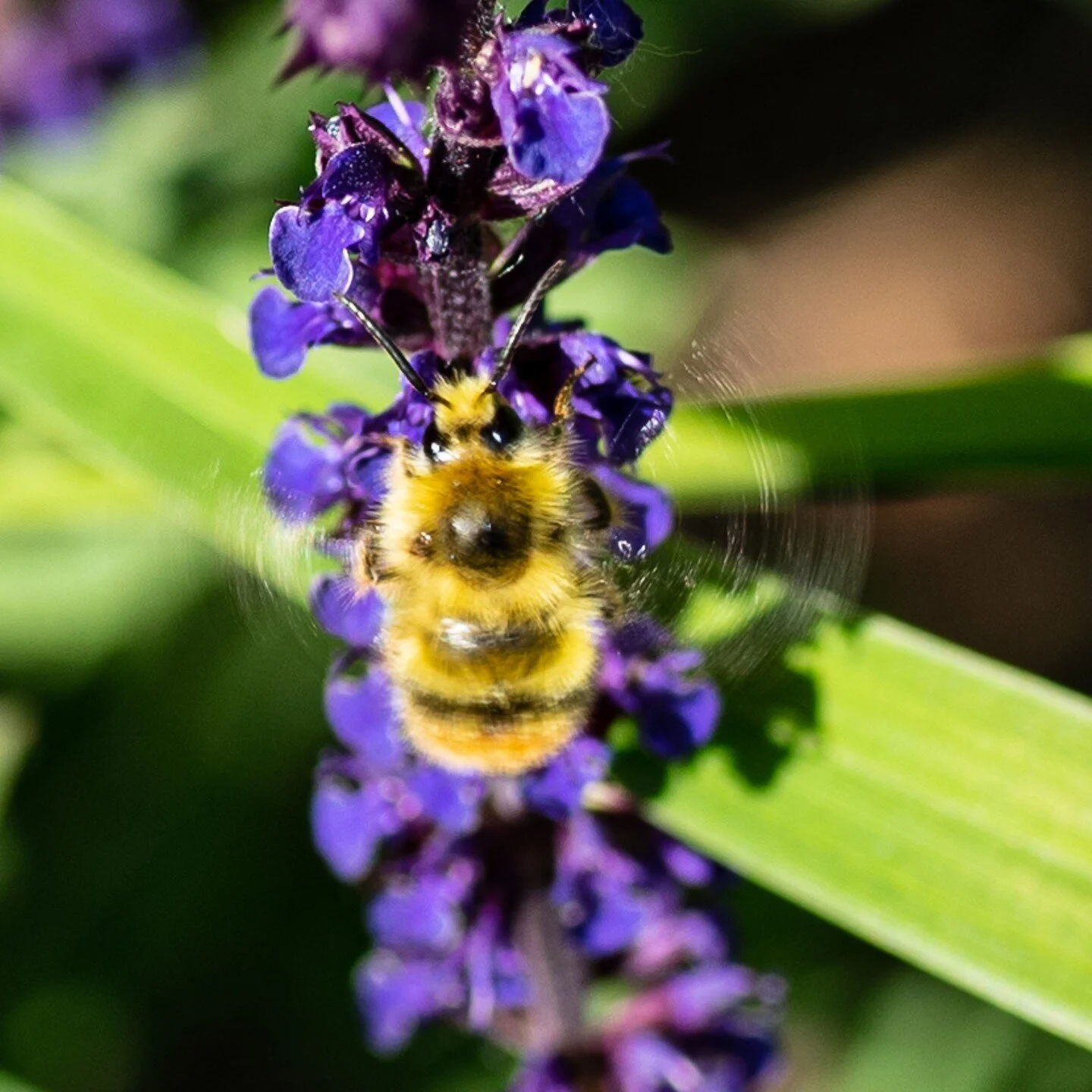 ,
,
,
,
,
,
,
,
,
,
,
#ddarkophoto,
#donnadarkophoto,
#nikonphotos,
#bhfyp,
#instacar,
#instagoodphoto,
#everett,
#photooftheday,
#photography,
#pnwphotographer ,
#seattlephotographer,
#seattlephotography,
#bugs,
#insects,
#insect,
#bee,
#bumblebee,
