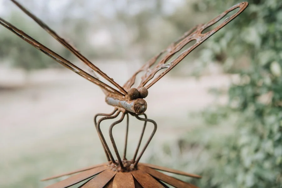 web-insect-dragonfly-cone-flower.jpg