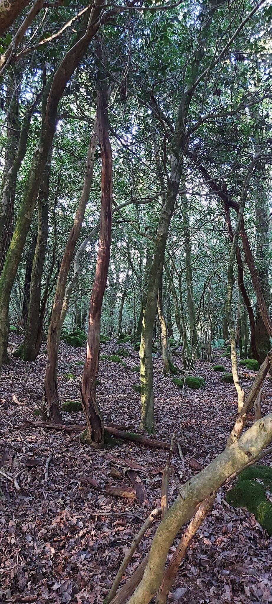 Trees.jpeg