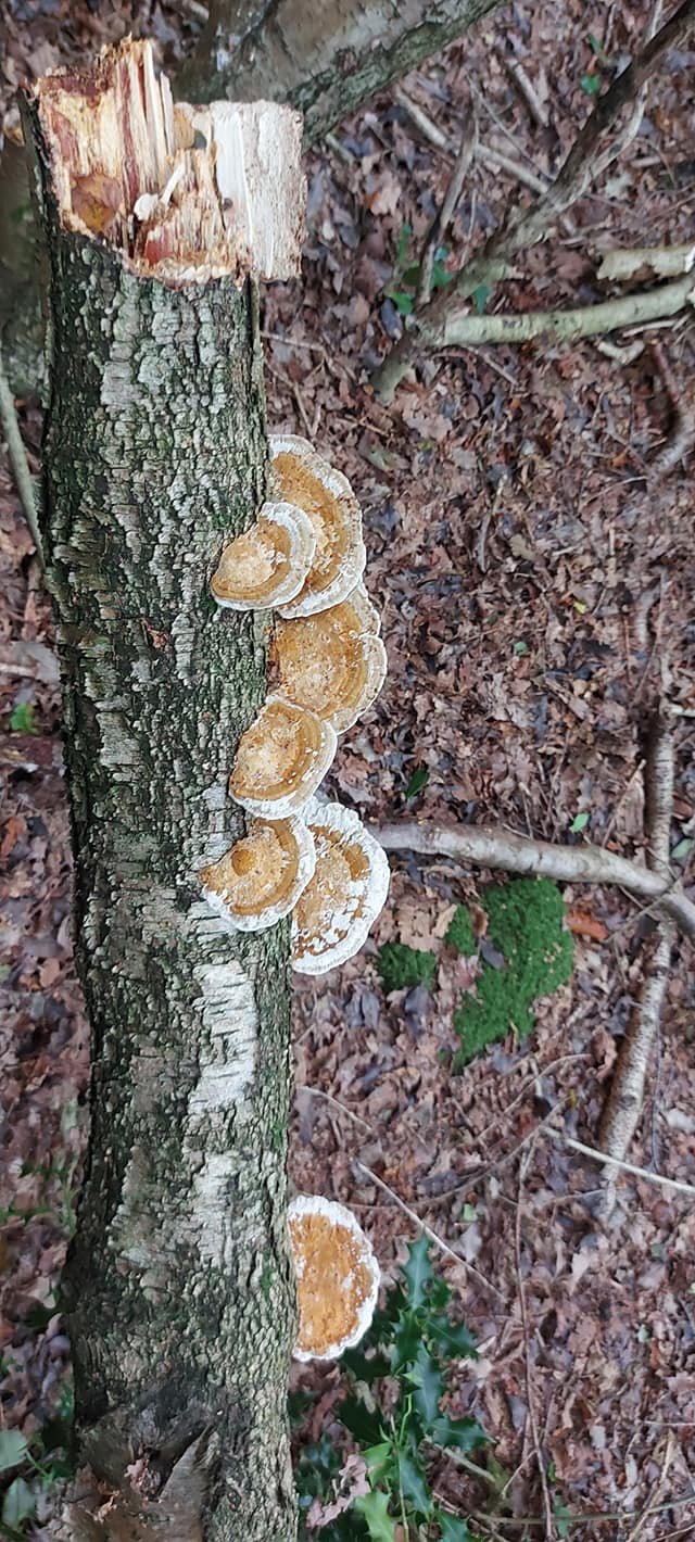 Fungi 1.jpeg
