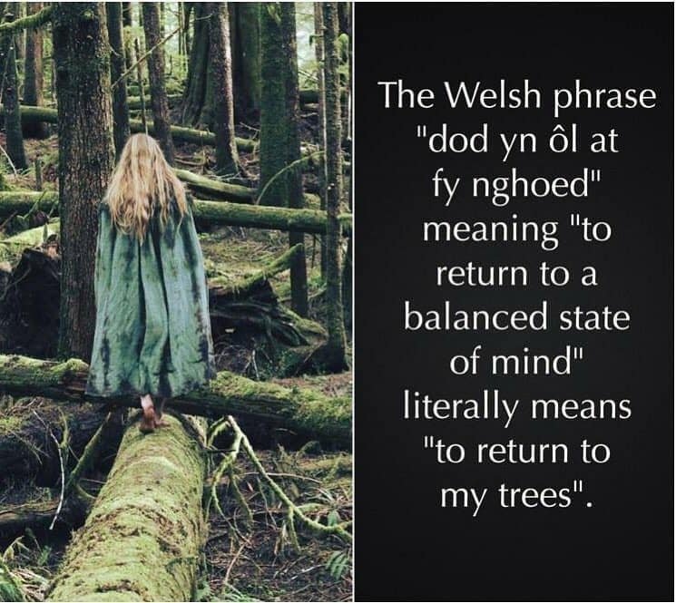 Welsh Trees NL.jpeg