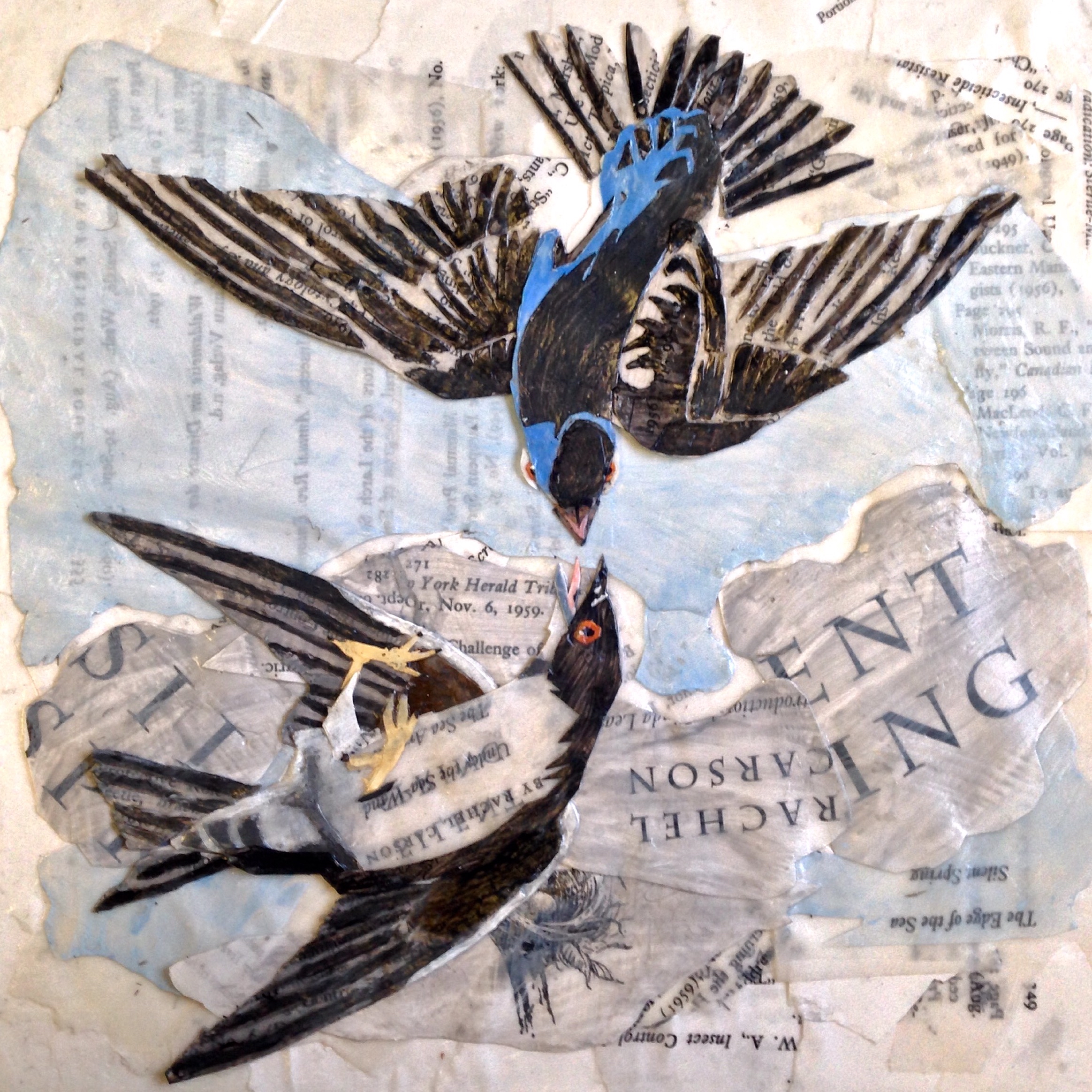 Swallow from Clippings