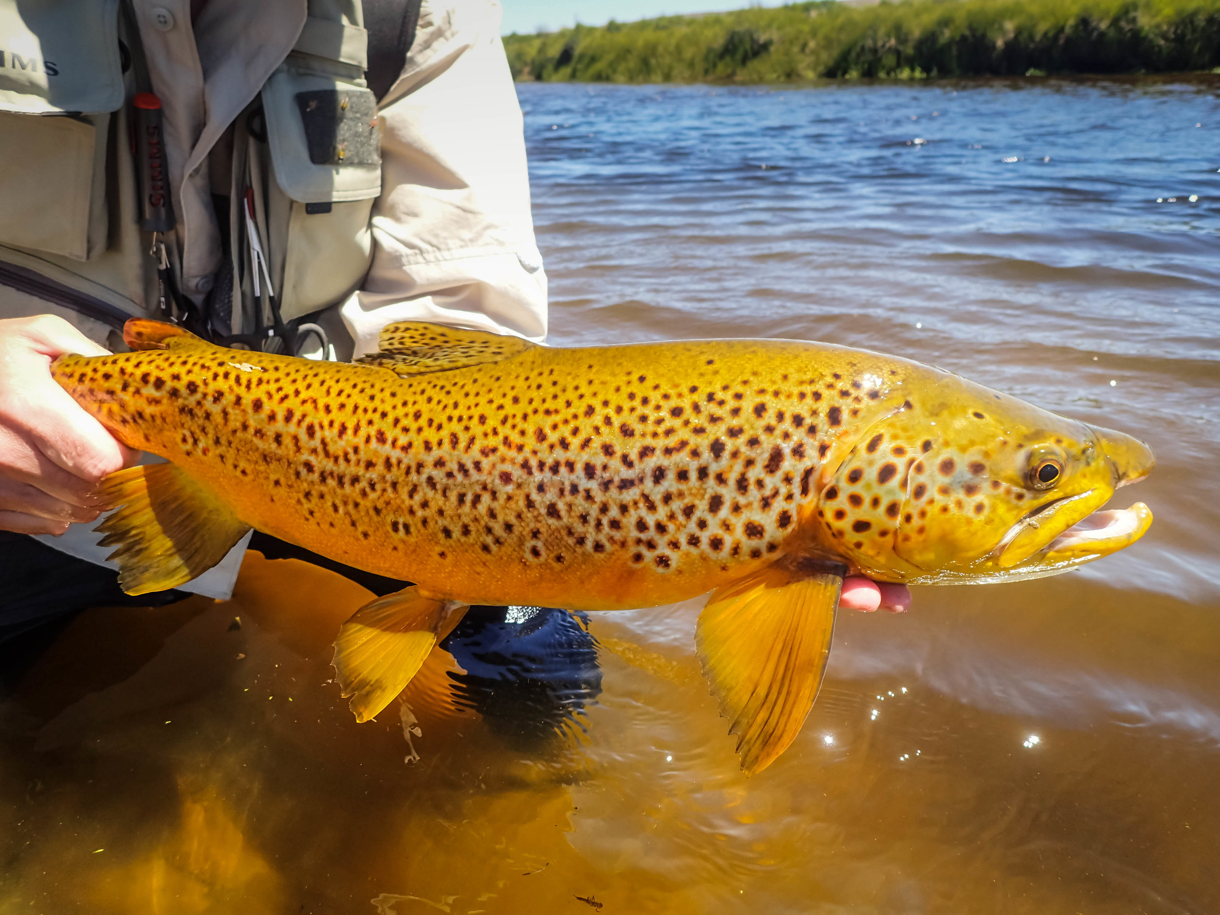 Golden Otago brown trout 