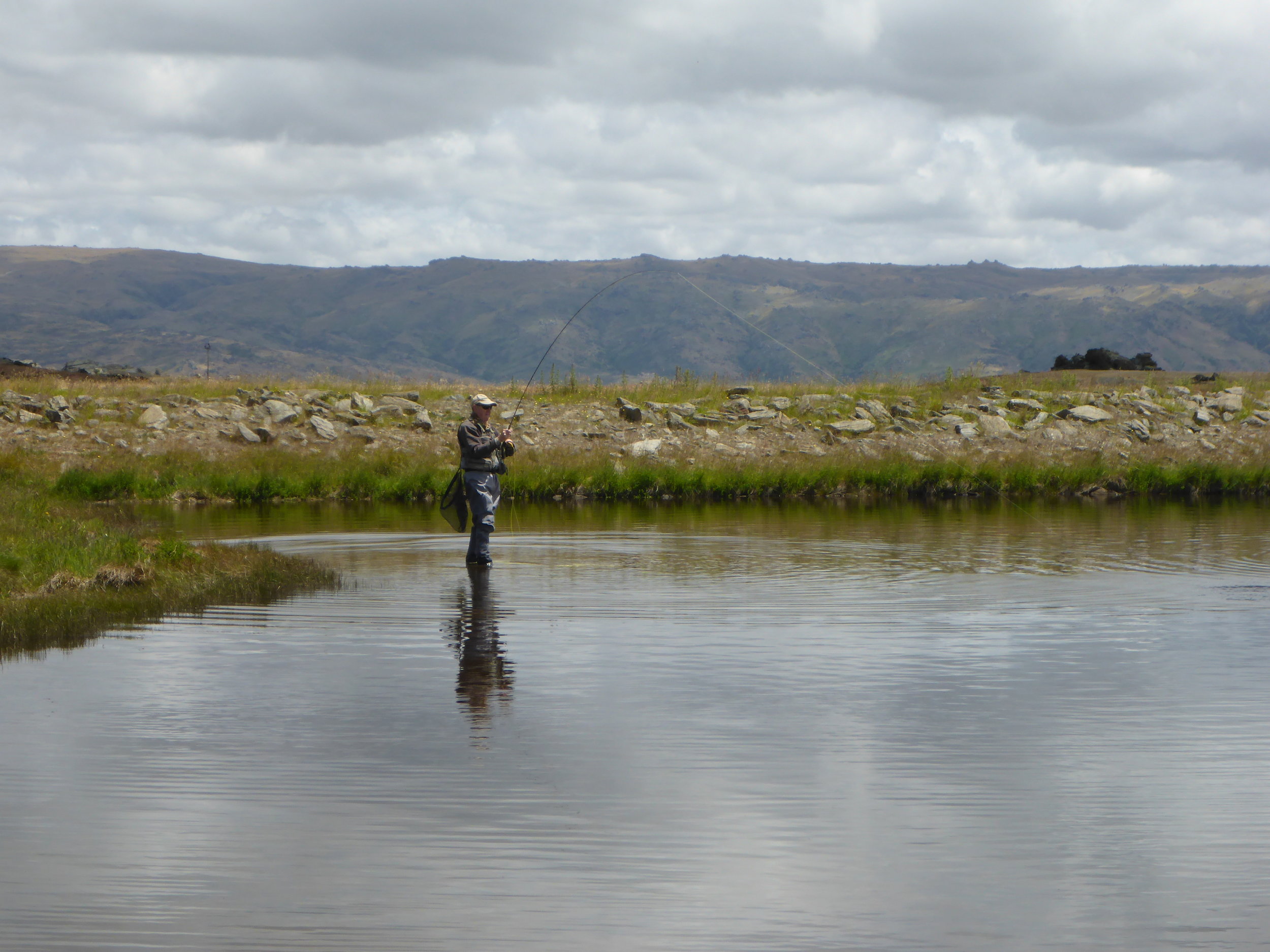 Fun morning in shallow water fishing damselflys