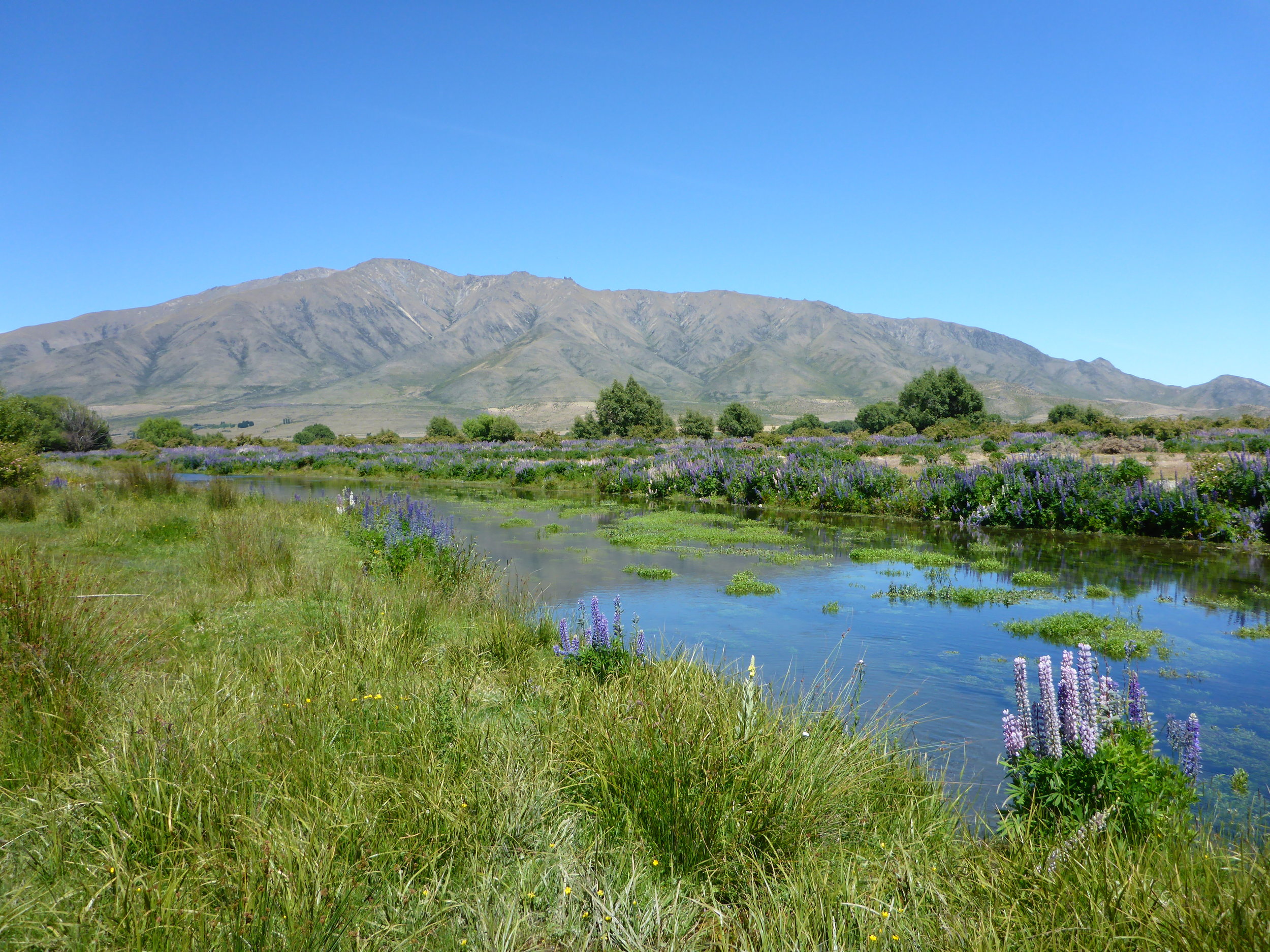 Spring creek that flows into a backcountry river 