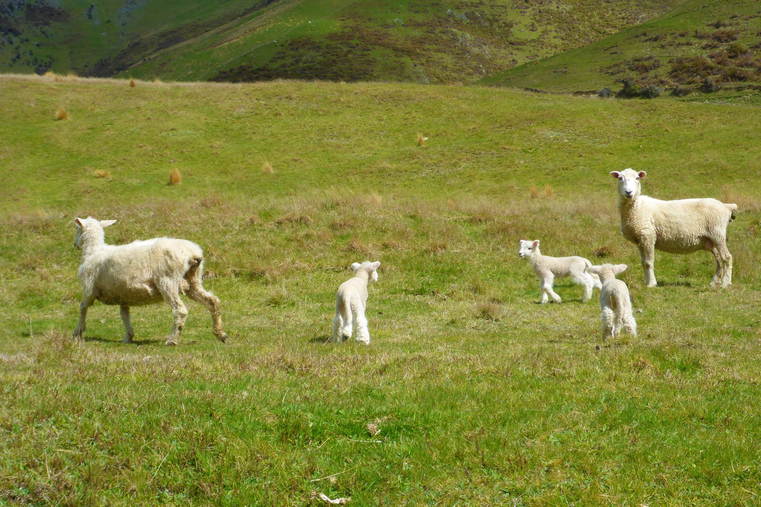 Lambs in spring! a common sight in NZ