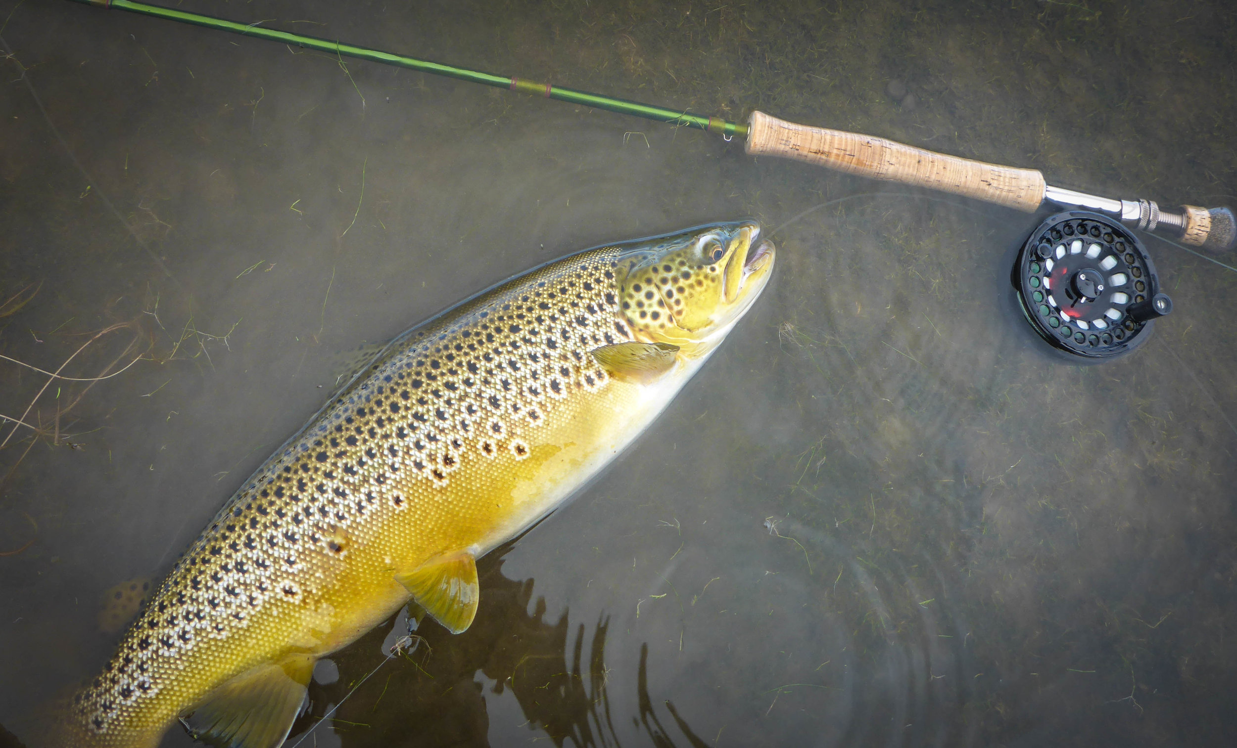 Heavy rain sent us to the still waters, we were not disappointed